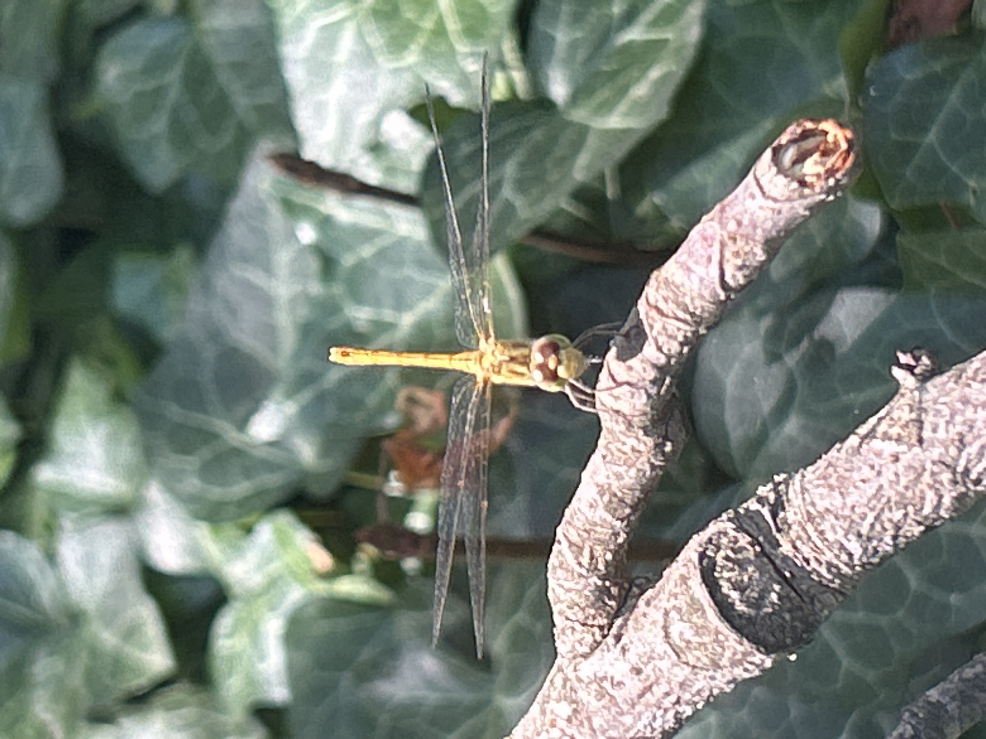 A close-up, slightly blurry, horizontal shot captures a yellow dragonfly perched on a rough, textured branch. The dragonfly's body is a vibrant yellow, and its large, compound eyes are visible. Its transparent wings are spread wide, showcasing a network of veins. The background is filled with out-of-focus green foliage. The image does not contain any elements that can be used to determine its location in Krasnodar, Russia.