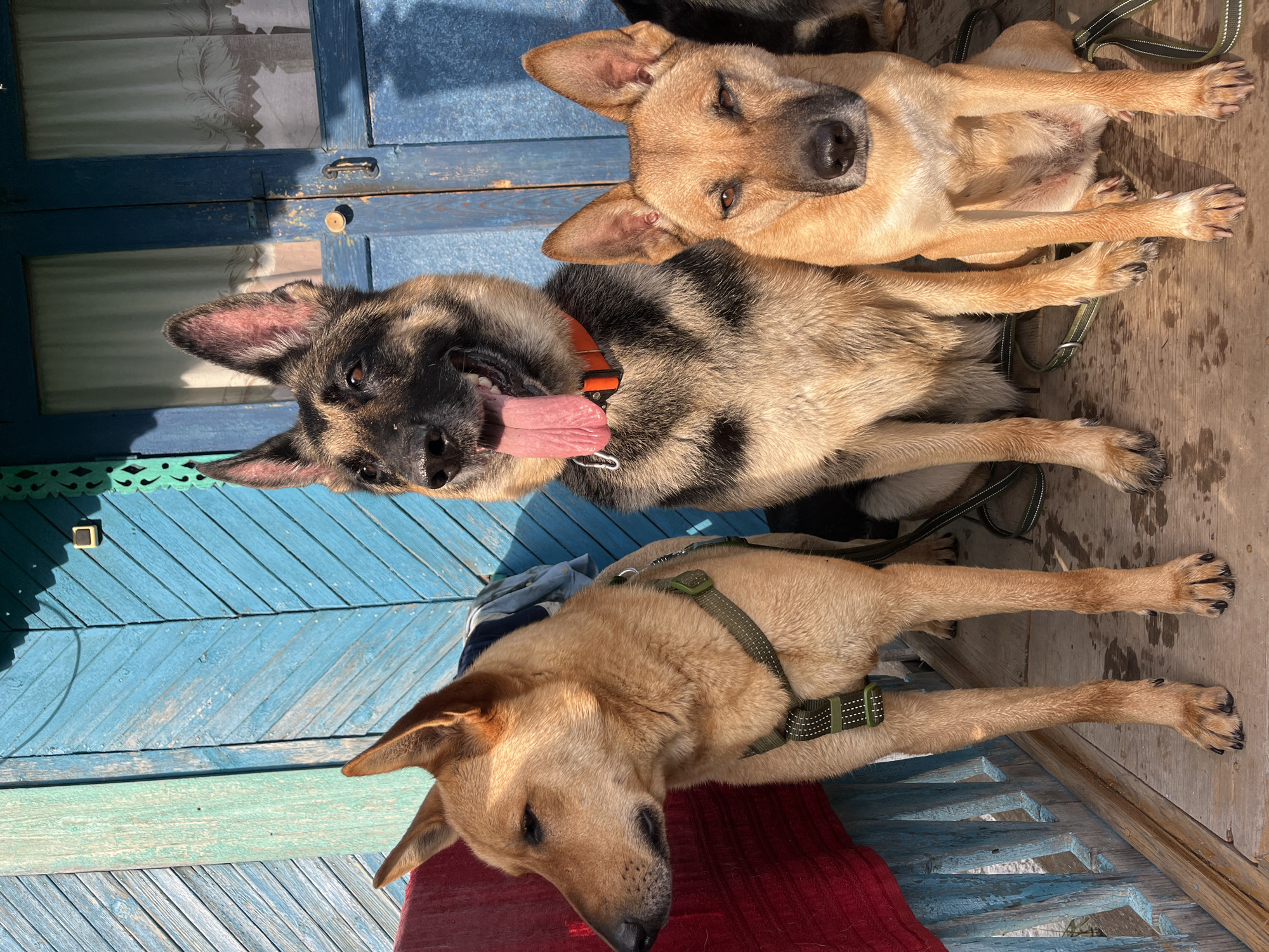 Three dogs are sitting on a wooden porch in front of a blue wooden structure. From left to right, the first dog is a tan breed with erect ears, wearing a green harness. It is looking to the left. The second dog is a German Shepherd with its tongue hanging out and is wearing an orange collar, looking forward. The third dog is also a tan breed with erect ears, looking forward. The background consists of a blue wooden wall with some carvings and a closed blue door with white curtains visible through the windows. The porch floor is made of wooden planks. The overall scene suggests an outdoor setting, possibly a residential area. The image does not provide specific details to place it in the city of Nizhny Tagil, Russia.