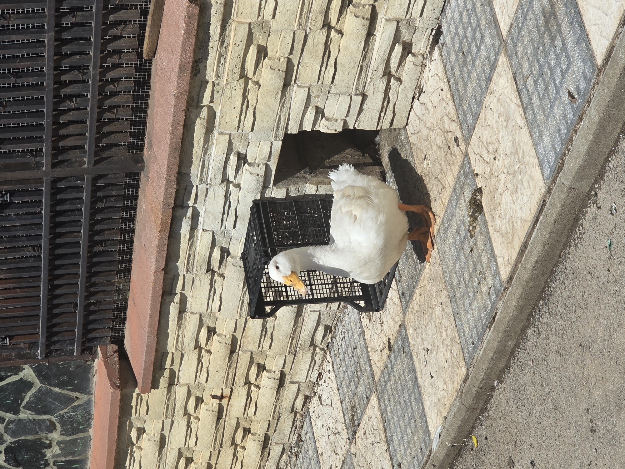 In the city of Golyanovtsi, Bulgaria, a white domestic duck stands on a checkered tiled pathway in front of a stone-tiled wall with a dark opening. A black plastic crate is placed near the duck, to its left. The pathway is bordered by a grey concrete curb and asphalt road. A metal fence with decorative elements is visible at the top of the image, above the stone wall. The scene is illuminated by daylight.