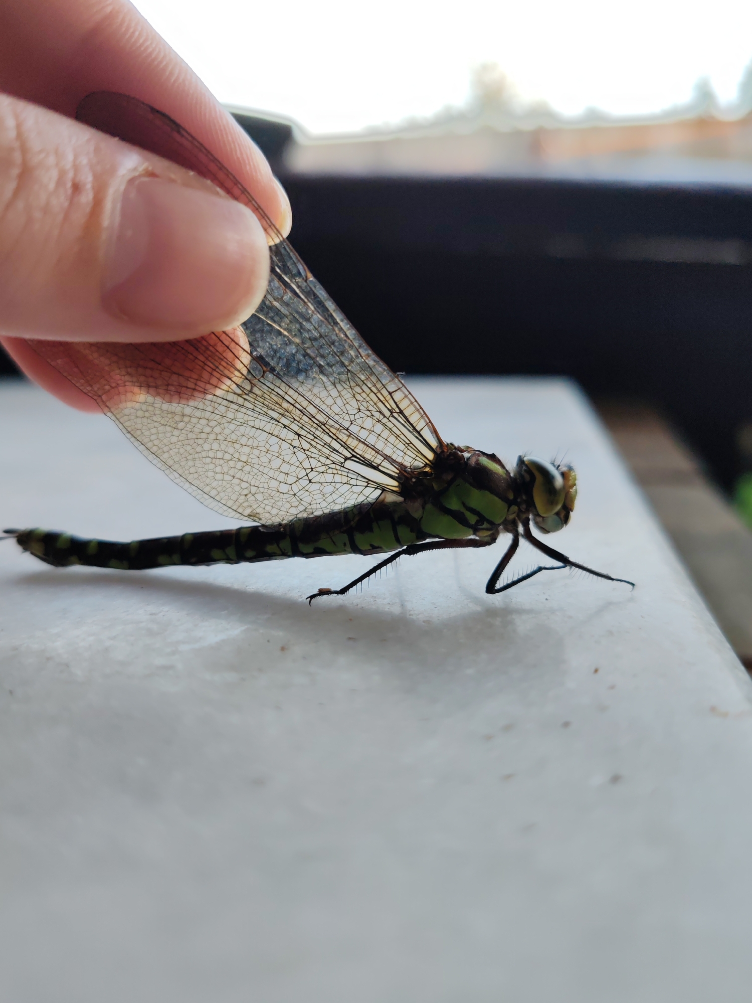 A close-up, eye-level shot captures a dragonfly being held by a human finger and thumb. The dragonfly, primarily green with black markings, rests on a textured, light-colored surface. Its intricate, transparent wings are partially outstretched, revealing a network of veins. The dragonfly's compound eyes are prominent and yellow-green, and its slender abdomen exhibits alternating bands of green and black. The background is blurred, showing indistinct shapes of what appears to be an outdoor environment with some greenery and a dark horizontal element. The scene is devoid of any recognizable landmarks or details that would indicate a specific location within Кашино, Russia.
