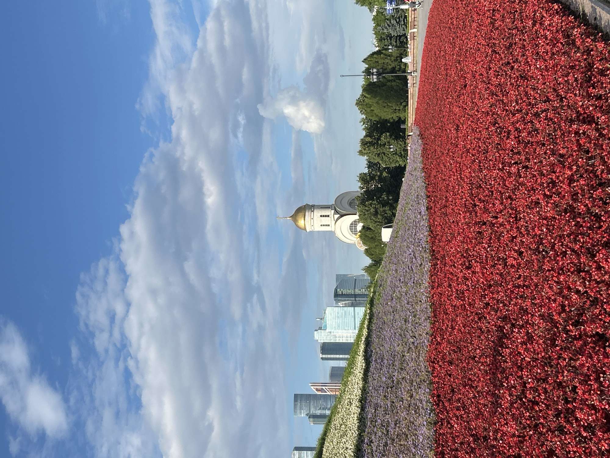 The image depicts a view of the Church of the Transfiguration on Poklonnaya Hill in Moscow, Russia, situated amidst a landscaped park. In the foreground, a vibrant expanse of red flowers stretches across the lower half of the frame, transitioning to a band of purple and white flowers on a sloping embankment in the mid-ground. Behind the flowers, a cluster of modern skyscrapers forms the city skyline. The Church of the Transfiguration, with its distinct gold dome, is visible in the middle ground, flanked by lush green trees. The sky above is a brilliant blue, dotted with white, fluffy clouds. The overall scene is one of urban beauty, blending natural elements with architectural landmarks and the dynamism of a modern metropolis. There are no discernible people or animals in the frame.