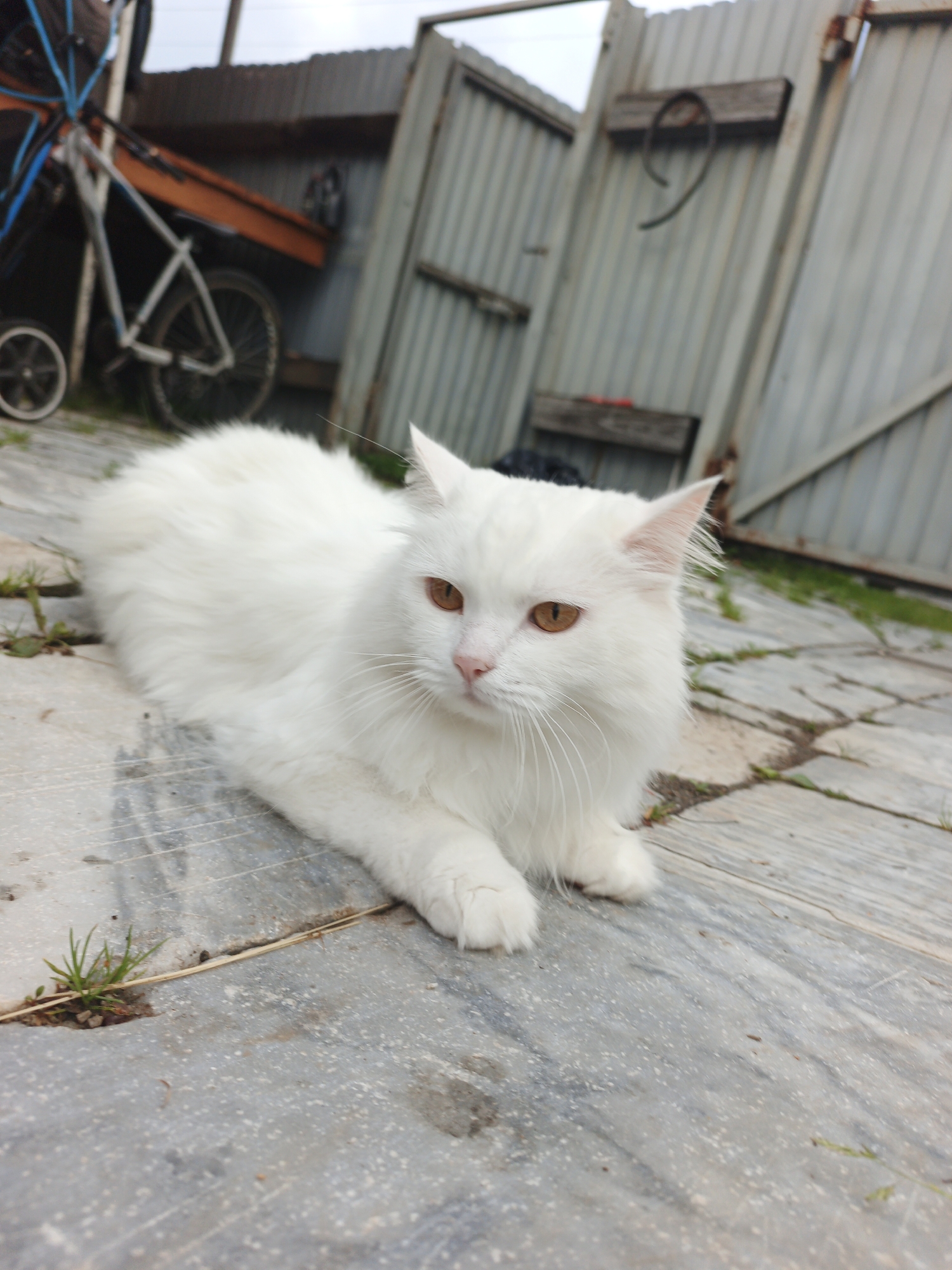 An outdoor shot captures a fluffy white cat with amber eyes lying on a stone patio. The cat is positioned centrally, facing the camera, with its body angled slightly to the left. In the background, a corrugated metal fence is visible, with a bicycle and other assorted objects leaning against it. The scene appears to be in an outdoor storage area or yard, possibly in Medvedyovka, Russia, given the description of the location. The lighting is overcast, contributing to a muted color palette across the image. The patio itself is composed of irregular stone slabs with patches of sparse grass growing between them.