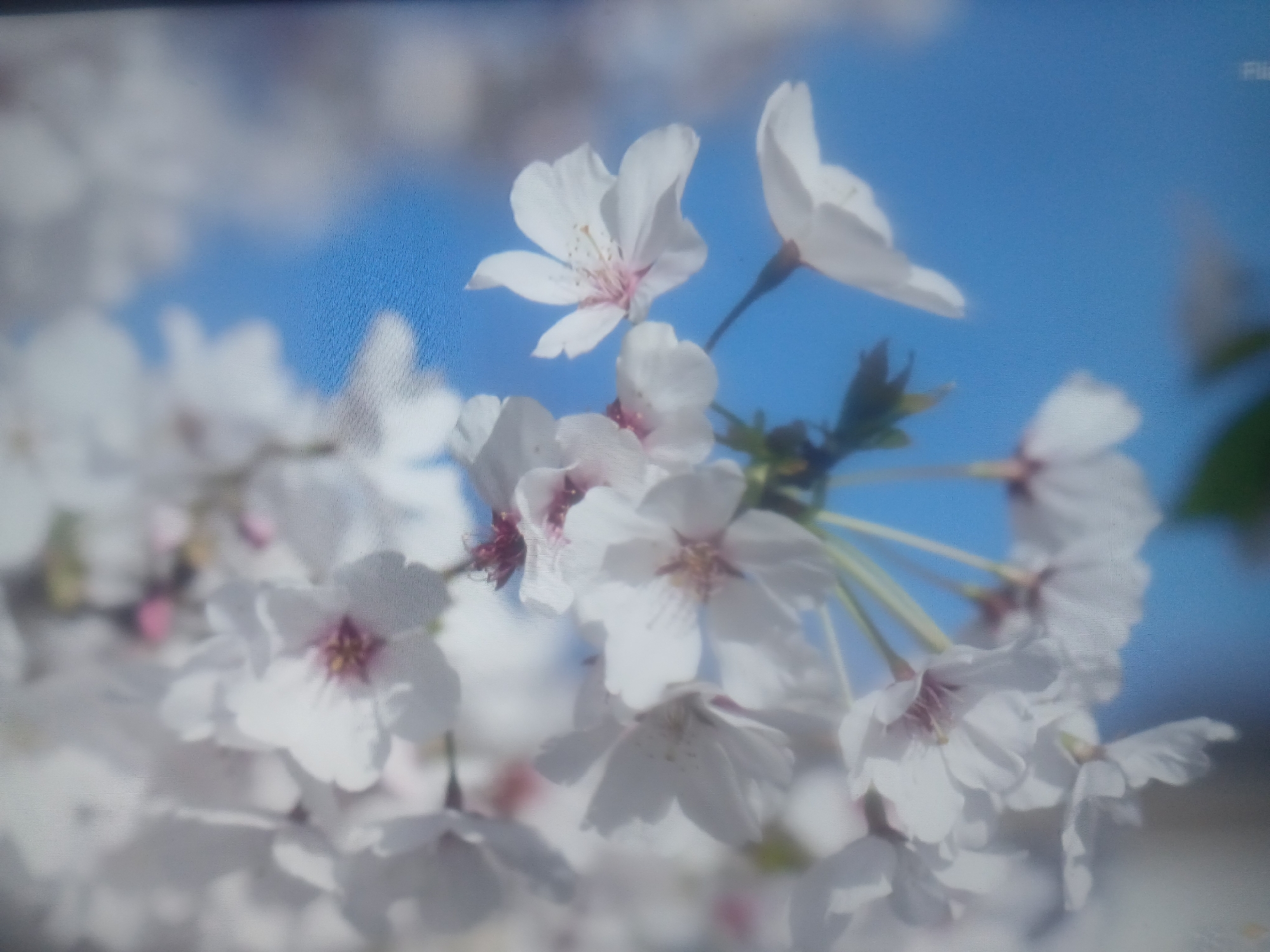 The image shows a cluster of white cherry blossom flowers in full bloom against a backdrop of a clear blue sky. The flowers are mostly white with some hints of pink at the center. The leaves are light green. The location is not in Juan Griego, Venezuela as there are no cherry blossom trees. The location is in a place that grows cherry blossom trees. The image is blurry and taken close up.