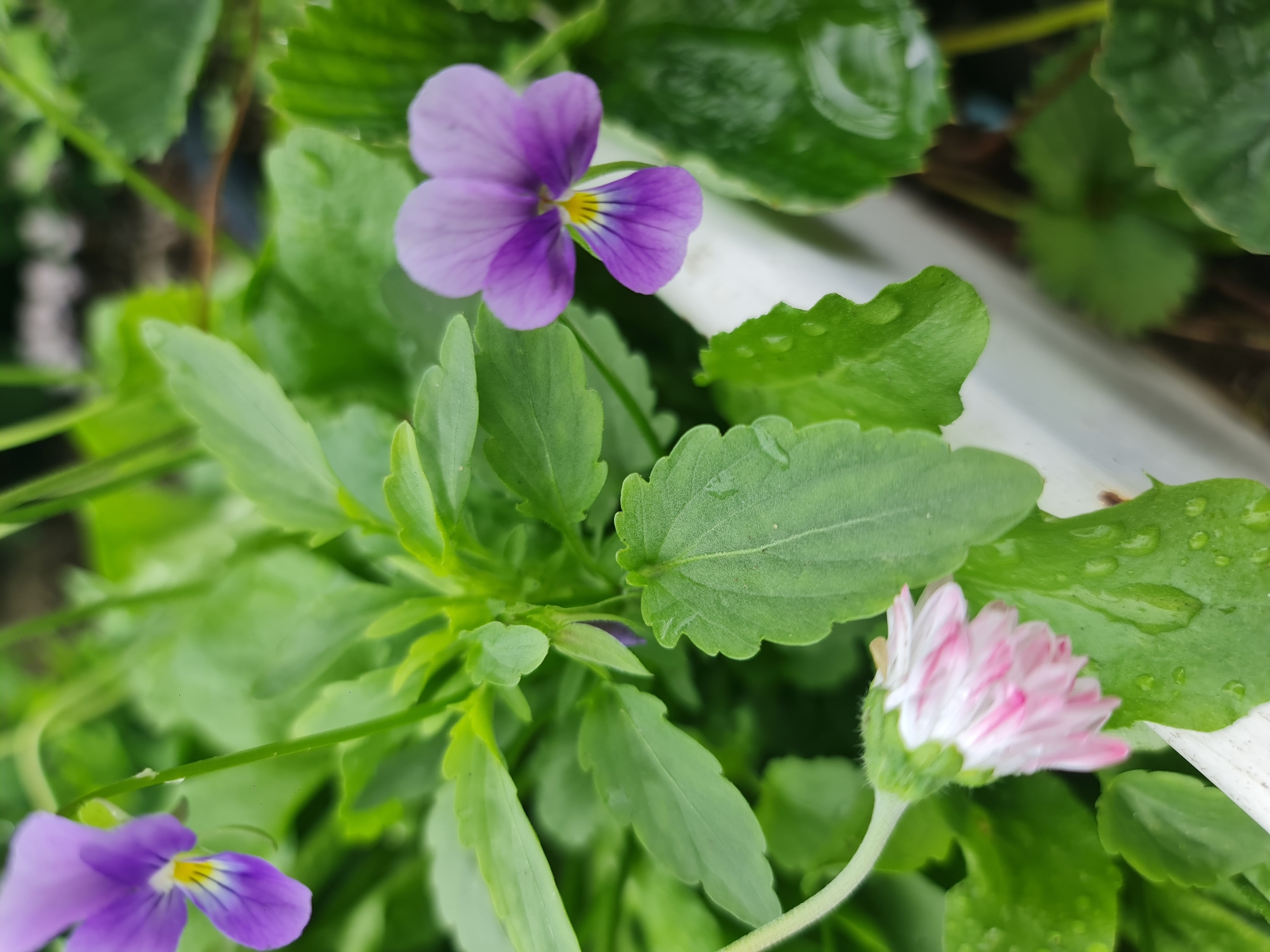 The image is a close-up, high-angle shot of a flowerbed with purple and pink flowers and green leaves. The flowers are small, with delicate petals. The leaves are broad and serrated, some with water droplets on them, suggesting recent rain. The background is blurred, but appears to be composed of more greenery and dark soil. There are no people or animals visible in the image. The image does not provide any information about the city of Angarsk, Russia.