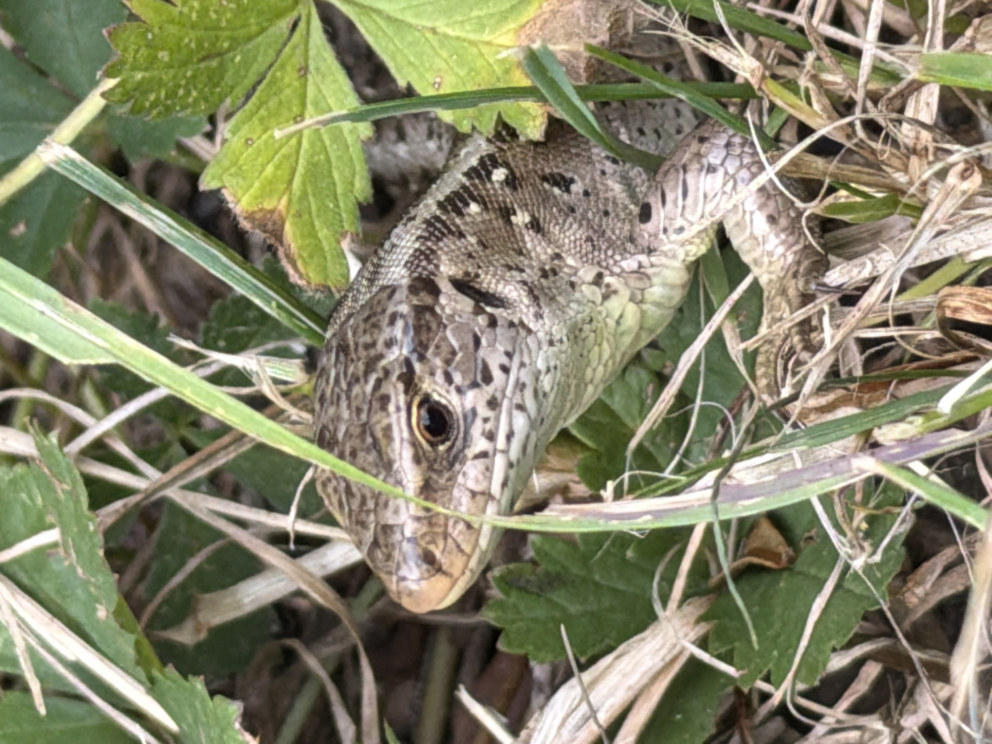 A close-up, eye-level, vertical shot captures a lizard nestled among green foliage and dry grasses. The lizard's head and upper body are visible, with its textured, patterned scales clearly defined. Its dark eye is open and directed forward. The surrounding vegetation consists of various green leaves and blades of grass, some of which are dry and brown, creating a natural, outdoor setting. The lighting appears natural, suggesting an outdoor environment, possibly a garden or natural habitat. The image does not contain any specific identifying markers of a city, town, or Germany.