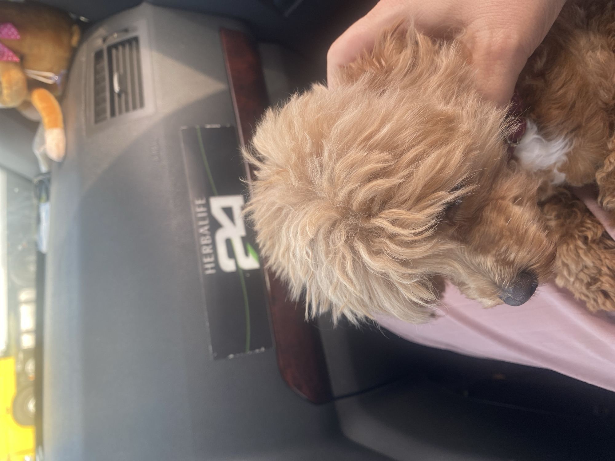A fluffy, light brown dog with curly fur is being held in a person's arms inside a vehicle. The dog's nose is visible, and it appears to be looking down. The interior of the car is visible, including a black dashboard with an air vent and a "HERBALIFE 24" sticker. A plush toy is visible on the dashboard. The person is wearing a pink garment. The scene is likely in Mais'ke, Ukraine.
