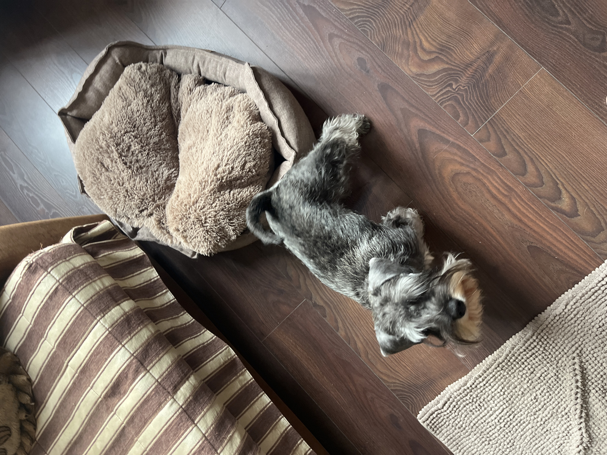 A miniature schnauzer stands on a wooden floor next to a dog bed and a striped blanket. The dog bed is filled with plush brown pillows. The blanket is made of fabric with alternating stripes of brown and beige. The floor is a dark wood with a visible grain pattern. The scene appears to be indoors, likely in a home. No specific location within Vladimirovka, Russia can be determined from the image.
