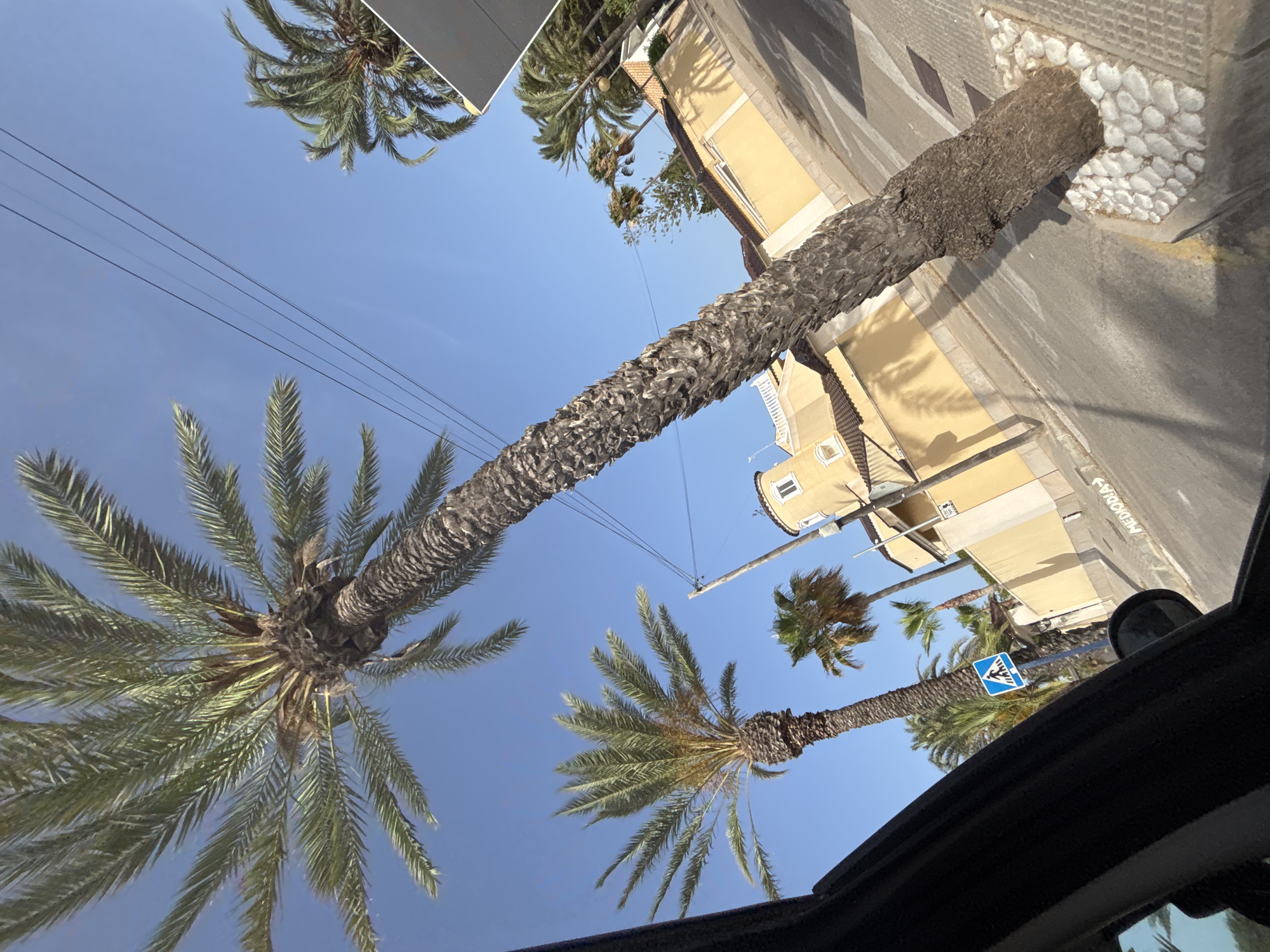 The image shows a street scene with several palm trees and yellow buildings under a clear blue sky. The perspective is from inside a vehicle, looking outwards. In the foreground, the side of the vehicle is visible, along with a side mirror. A tall, thick palm tree trunk dominates the center of the image, its rough bark clearly visible. To the left and further back, another palm tree with a thinner trunk is present, and its fronds are also visible. In the middle ground, there are low-lying yellow buildings with tiled roofs. One building has a rounded tower-like structure with windows. A pedestrian crossing sign, a blue square with a white pedestrian symbol, is mounted on a pole near the second palm tree. The street appears to be paved with asphalt. Shadows of palm trees are cast on the buildings and the street. The location is identified as Orihuela, Spain.