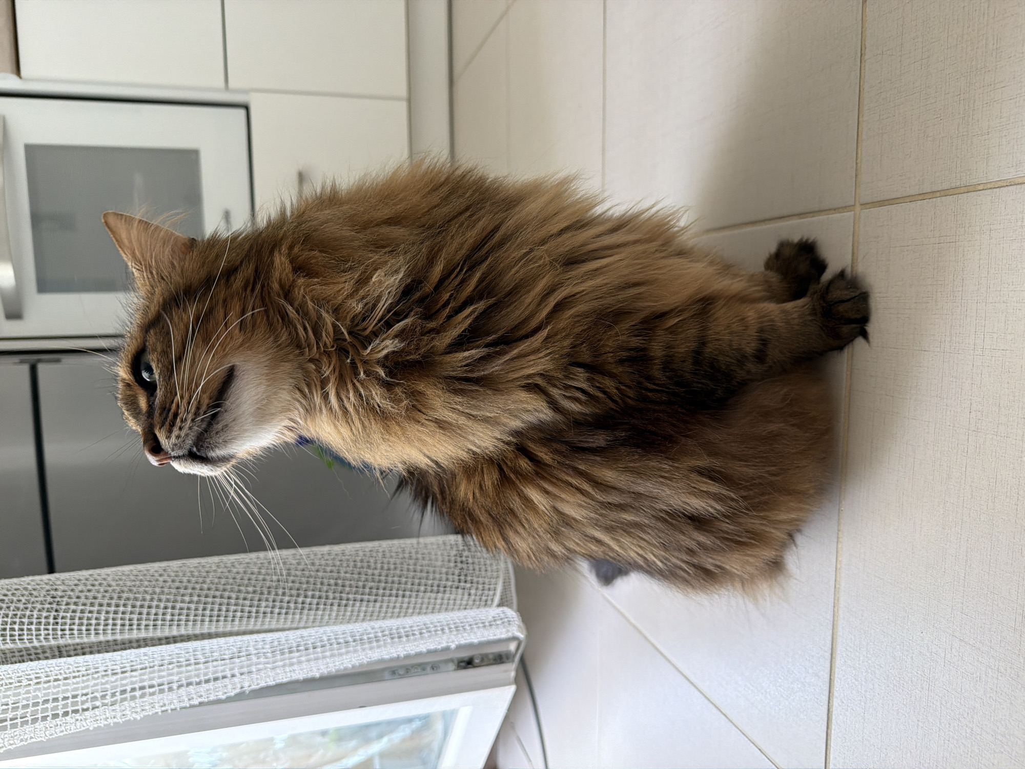 A medium shot shows a long-haired brown tabby cat sitting on a white tiled floor, looking upwards to the left. The cat has a fluffy mane and tail, with distinct dark stripes on its fur. Its whiskers are long and prominent.
To the left of the cat is a partially opened white door with a white sheer curtain hanging from it. The curtain has a grid-like pattern. Beyond the curtain, a blurry light blue object and some greenery are visible through the glass of the door.
In the background, a kitchen area is suggested with white cabinets and a stainless steel appliance that appears to be an oven or a microwave. The lighting is bright, casting subtle shadows on the tiled floor. The overall scene appears to be indoors, likely in a residential setting. There is no indication of the cat's location within Kyiv, Ukraine.