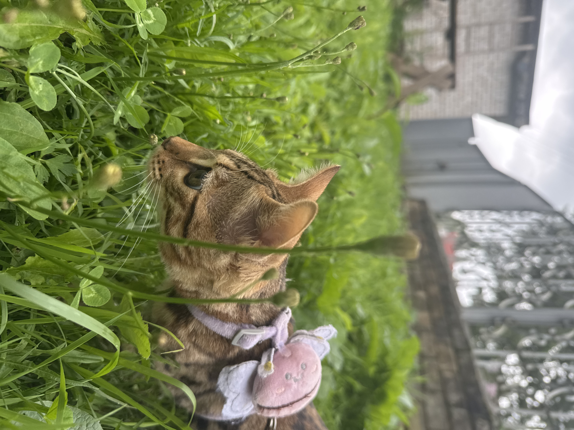 An adult tabby cat, wearing a purple harness with a pink bunny-shaped accessory, is in tall green grass. The cat's head and upper body are visible in profile, facing left. The background is blurred, showing a grey metal structure, a brick building, and a metal fence. The scene is likely outdoors in a residential area, possibly in Rzhev, Russia, given the hints. The lighting suggests an overcast day.