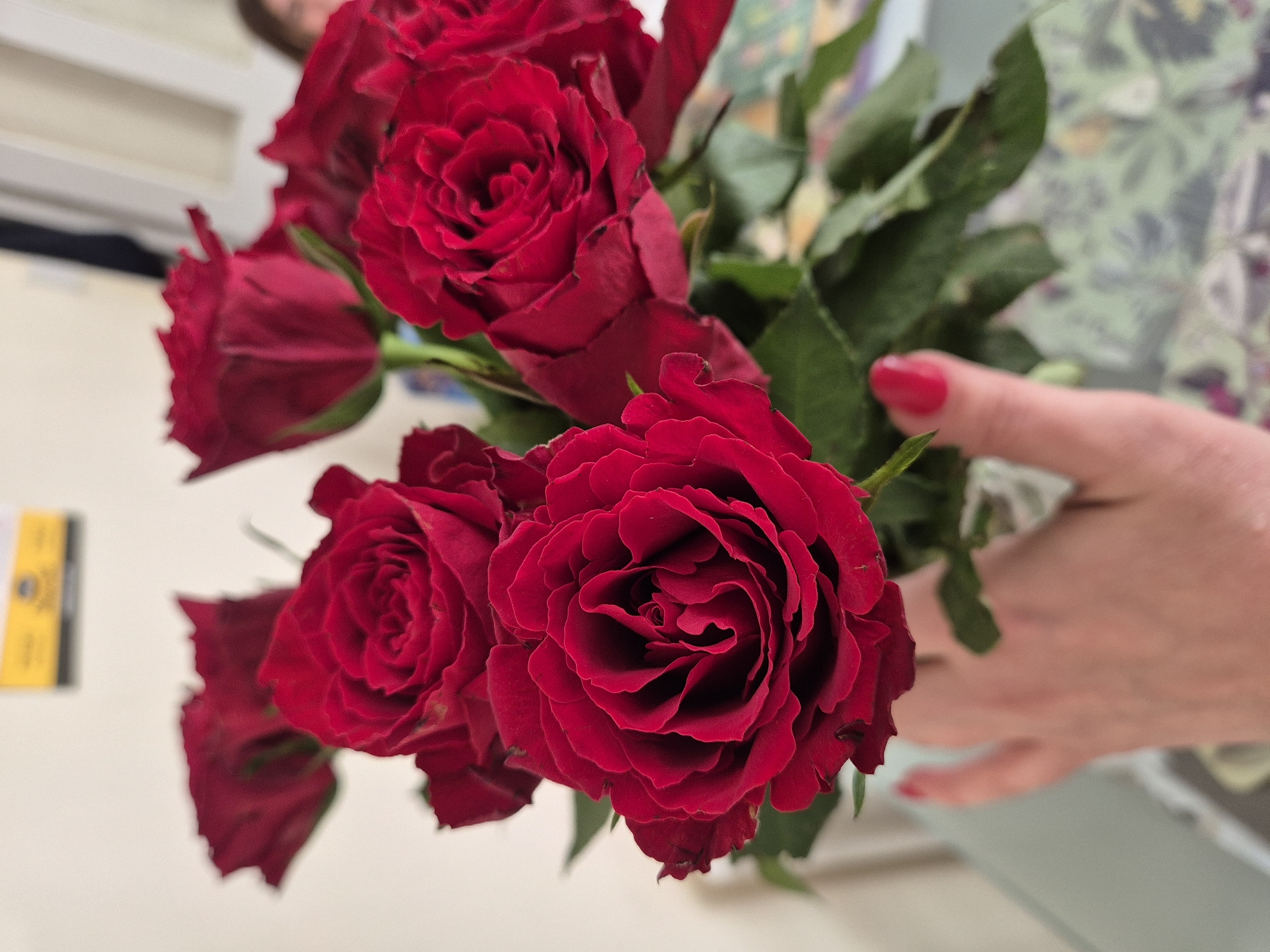 A bouquet of dark red roses is held in a person's hand. The roses are tightly packed and in full bloom. The person's fingers are visible, adorned with red nail polish. The background consists of a light-colored surface and a blurry image of a patterned garment. The image does not provide enough information to determine the location in West Suffolk, United Kingdom.