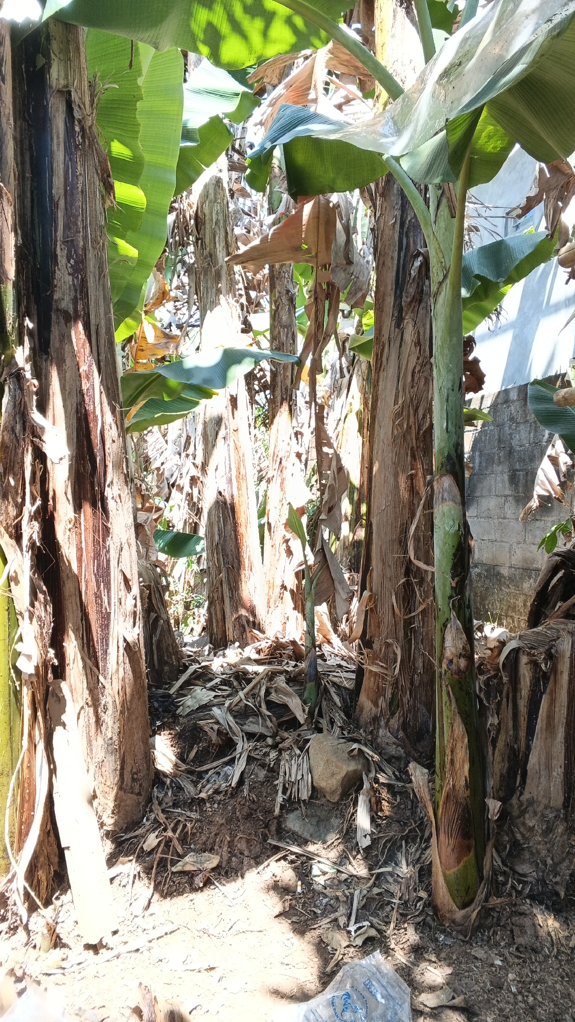 The image depicts a dense cluster of banana trees in Karangjati, Indonesia. The foreground is dominated by the thick, fibrous pseudostems of several banana plants, some showing signs of age with peeling bark and exposed wood. Dry, fallen banana leaves litter the ground, intermingled with soil and small rocks. In the background, a rough brick wall is visible, suggesting the proximity of a structure. Sunlight filters through the large, green banana leaves overhead, casting dappled shadows on the scene. The overall impression is one of a natural, somewhat overgrown environment within a tropical setting. There are no people visible in the image, and no discernible actions or interactions are taking place. The scene is static and appears to be a natural snapshot of a banana grove.