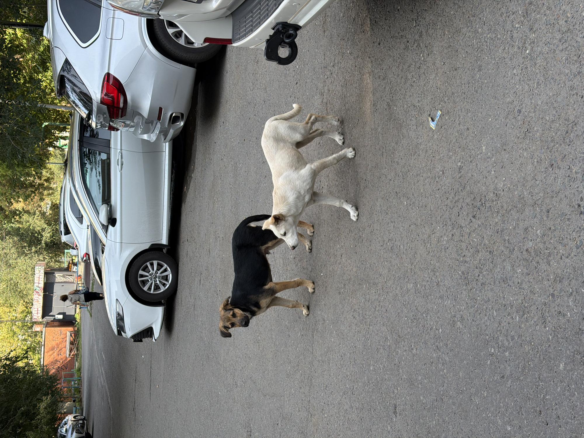 In Pavlodar, Kazakhstan, on a paved asphalt surface, two stray dogs are present. One dog is predominantly black with tan markings on its legs and face, standing and looking towards the left. The other dog, lighter in color, is cream-colored and walking towards the right. In the background, several parked vehicles are visible, including a white sedan, a silver SUV, and the rear of a white vehicle with a tow hitch. A woman in a grey top and dark pants walks away from the camera in the middle ground. The environment appears to be an urban setting with trees and a brick building in the distance.