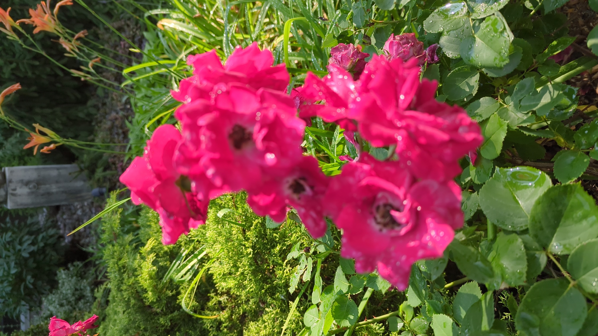 The image shows a cluster of bright pink roses with water droplets on their petals in a garden setting. The roses are in sharp focus in the foreground, with their delicate petals and dark centers visible. Behind the roses, there is lush green foliage, including smaller bushes and taller grasses. In the background, out-of-focus elements include a concrete structure that could be a garden ornament or part of a building, and orange lily-like flowers. The lighting suggests it is daytime, possibly morning or after rain, given the water droplets. The overall impression is one of a well-maintained garden, likely a residential or public park space. There are no people or animals visible in the image. The location is specified as a garden in Montreal, Canada, though specific landmarks are not identifiable from the image alone.