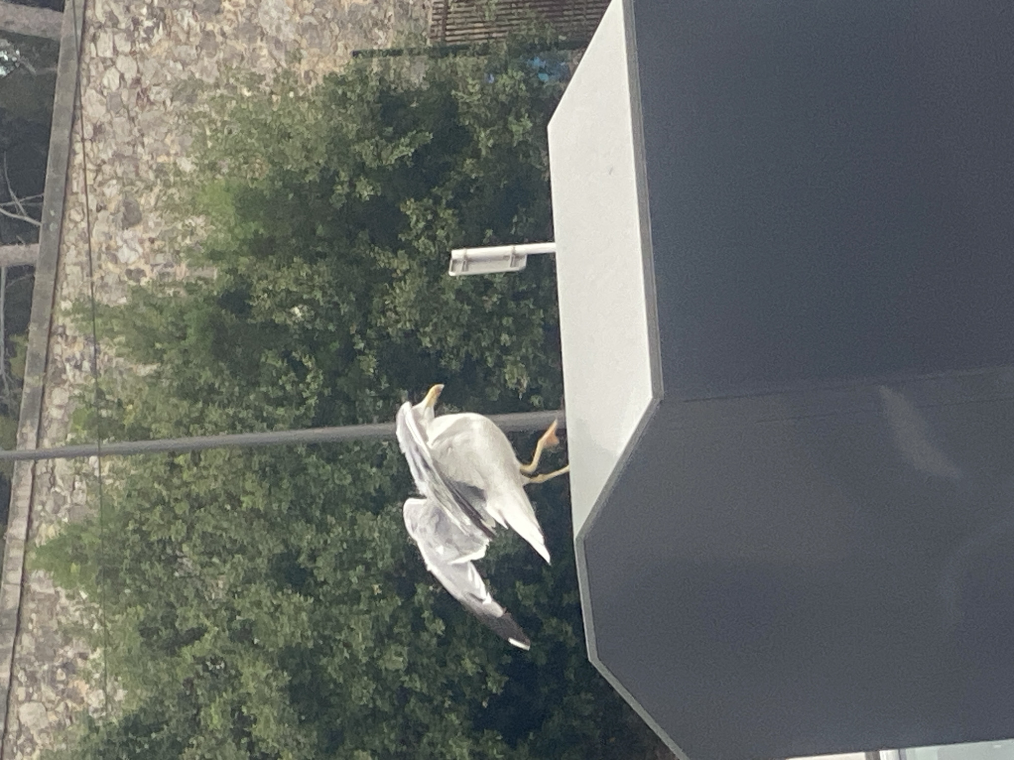 A seagull with white and gray plumage is perched on the edge of a dark gray rectangular structure, likely a bin, in Antibes, France. The seagull's wings are partially extended, suggesting it may be preparing to take flight or has just landed. Its legs are yellow, and it is looking to the right. Behind the structure and the bird, a dense green hedge is visible, with a stone wall above it. A thin pole, possibly part of a light fixture or sign, rises vertically behind the seagull. The scene appears to be outdoors, with natural light indicating it is daytime.