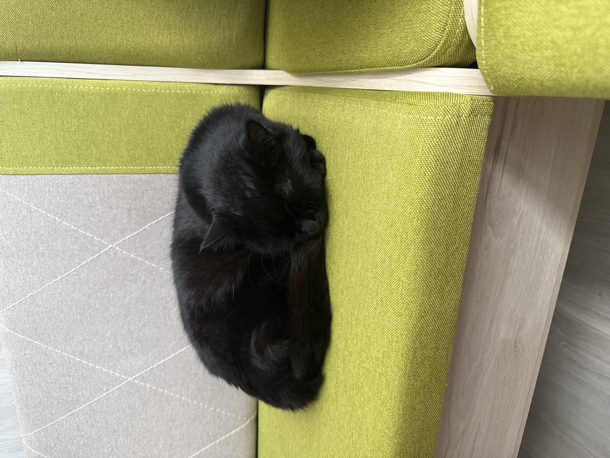 A black domestic cat is observed sleeping, curled into a tight ball, on a lime green upholstered cushion or seat of a modern sofa or bench. The cat's fur appears uniformly dark, obscuring specific facial features due to its sleeping posture. The furniture consists of at least two sections: the lime green section where the cat rests, and an adjacent lighter grey upholstered section to the left, which features a quilted diamond pattern with white stitching. A light-colored wooden frame or armrest separates the green and grey sections. A wooden base panel is visible beneath the lime green seating, extending to a light-colored floor. The scene is an indoor environment, located in Kaspichan, Bulgaria.
