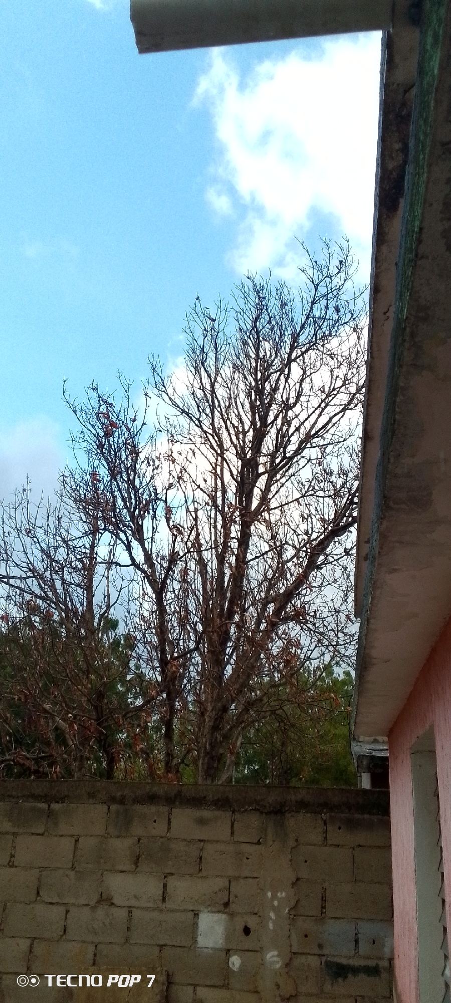 A vertical shot depicts a clear sky with scattered white clouds above a barren tree with thin, leafless branches. Below the tree are green bushes and a cement block wall, mottled with marks. A partially visible building is on the right, its pink-painted surface ending in a sharp corner. The top corners of the image are obscured by architectural features, a gray pipe above and a concrete ledge on the right. The shot was taken with a TECNO POP 7 phone. The location is Altagracia, Venezuela.