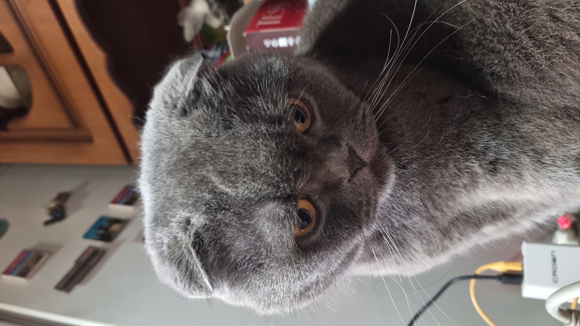 A gray Scottish Fold cat with droopy ears and yellow eyes looks down with a somber expression. The cat is in a dimly lit room, with a wooden cabinet in the background and some objects on a shelf, possibly a refrigerator, behind it. The cat is in the foreground of the image.