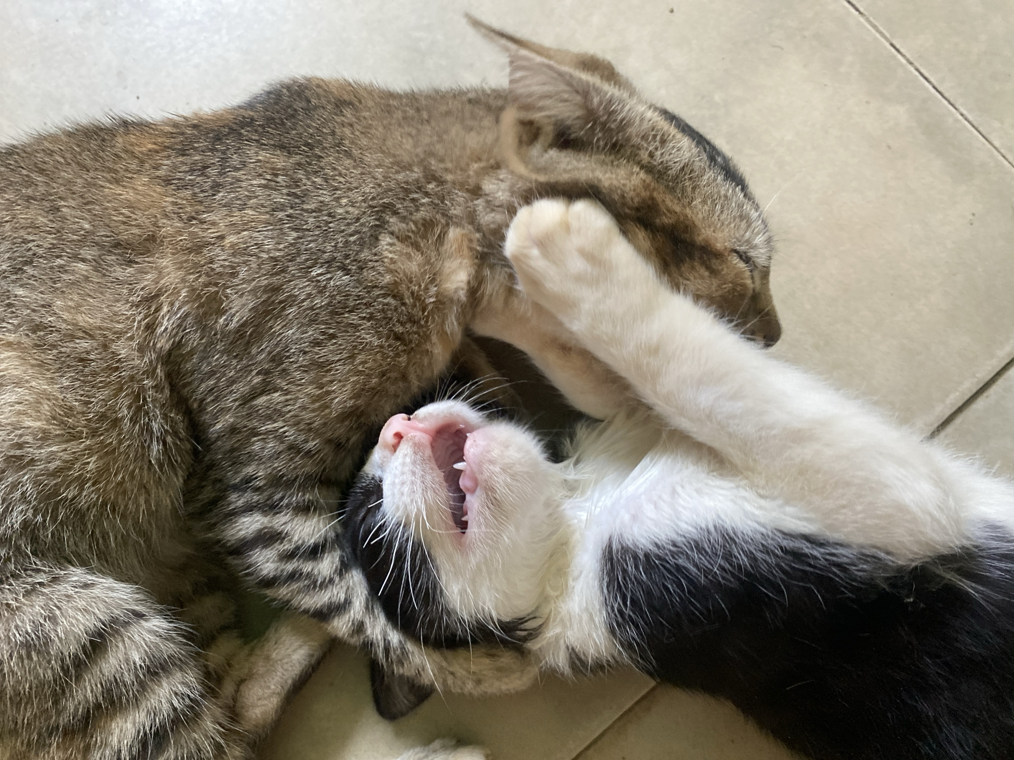 Two cats are on a tiled floor. One cat is brown and tan, and is lying on top of the other cat, a black and white cat. The black and white cat is on its back, with its mouth open and teeth showing. The brown and tan cat is resting its head on the black and white cat. The location is Tinaquillo, Venezuela.