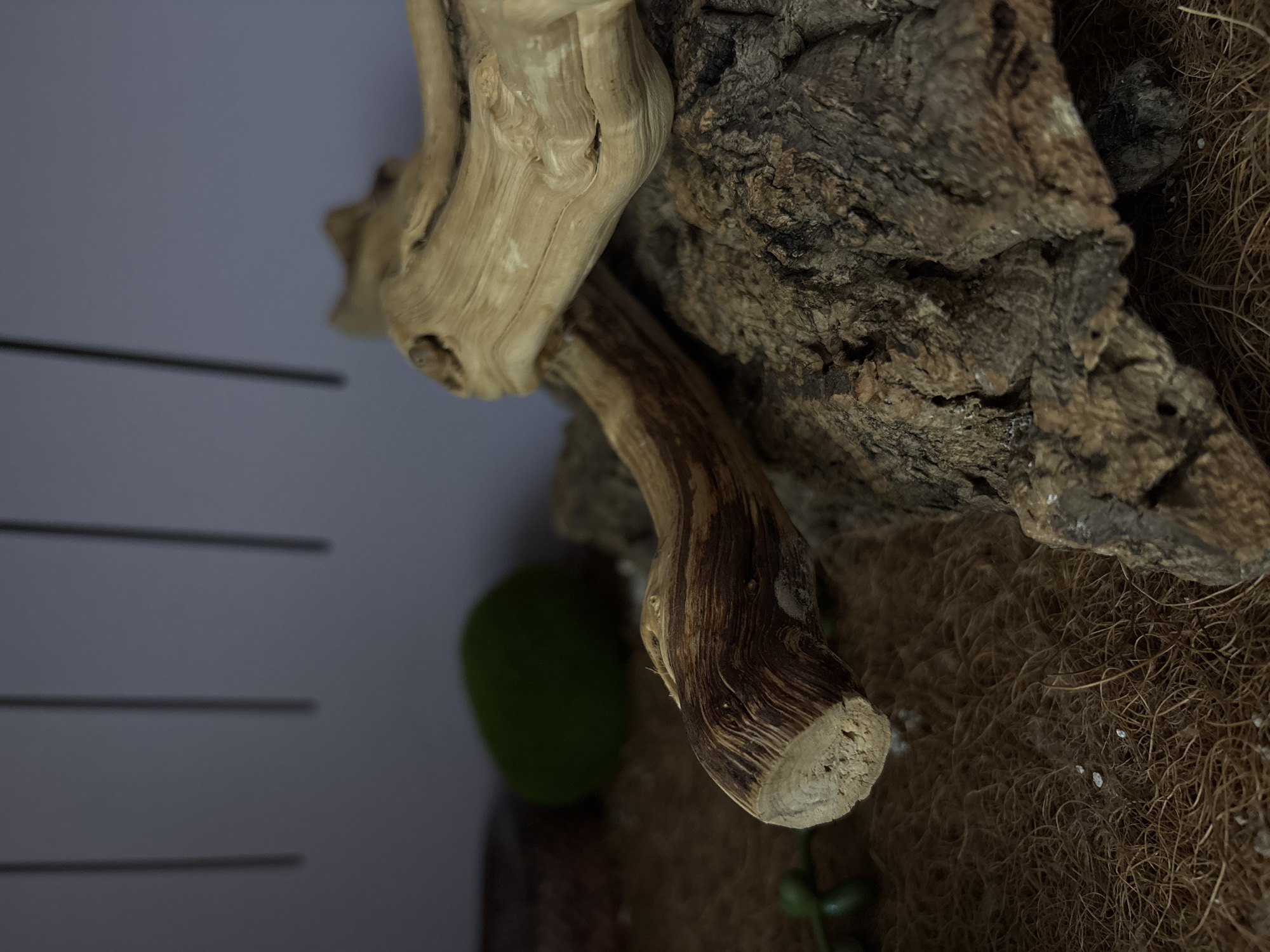The image shows a close-up view of a naturalistic terrarium setup. The foreground features a coarse, fibrous substrate, likely coconut fiber, with small white specks scattered on it. A piece of weathered driftwood with a distinct grain pattern is prominently displayed, resting on a textured, bark-like surface. To the left, a smooth, green, spherical object, possibly an artificial plant or decorative element, is partially visible. Another small, green, trailing plant can be seen in the lower left corner. The background is out of focus, showing a light-colored wall with vertical lines, suggesting the interior of an enclosure. There are no people or animals visible in the image. The scene does not provide any information that would allow for a determination of its location in Saint Petersburg, Russia.