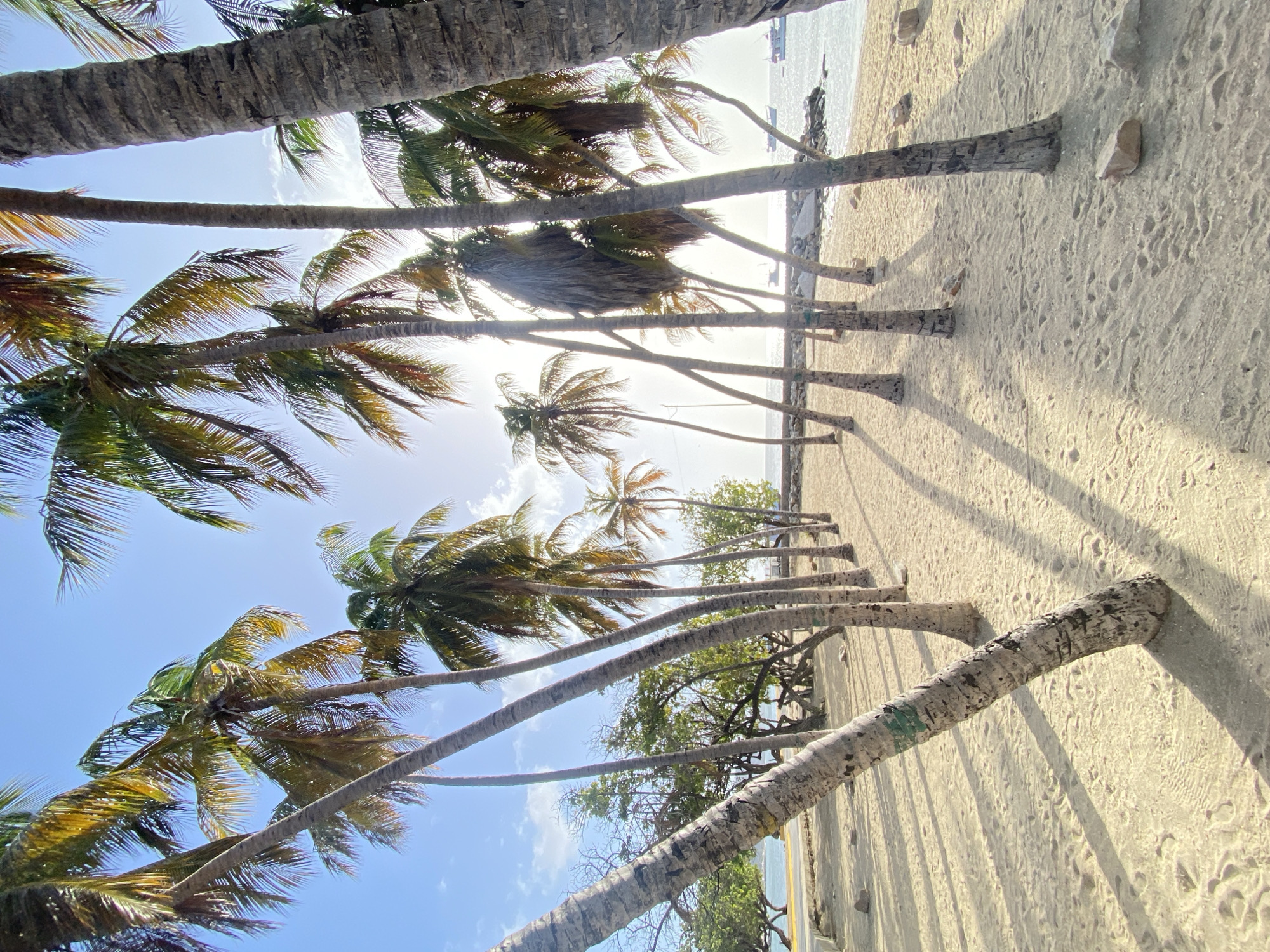 The image shows a beach scene in Juan Griego, Venezuela, looking upwards through a line of palm trees. The palm trees cast shadows on the light sand. The beach stretches towards the ocean. The sky is visible through the palm fronds. Several boats are on the water. Some trees that are not palms are on the shoreline.