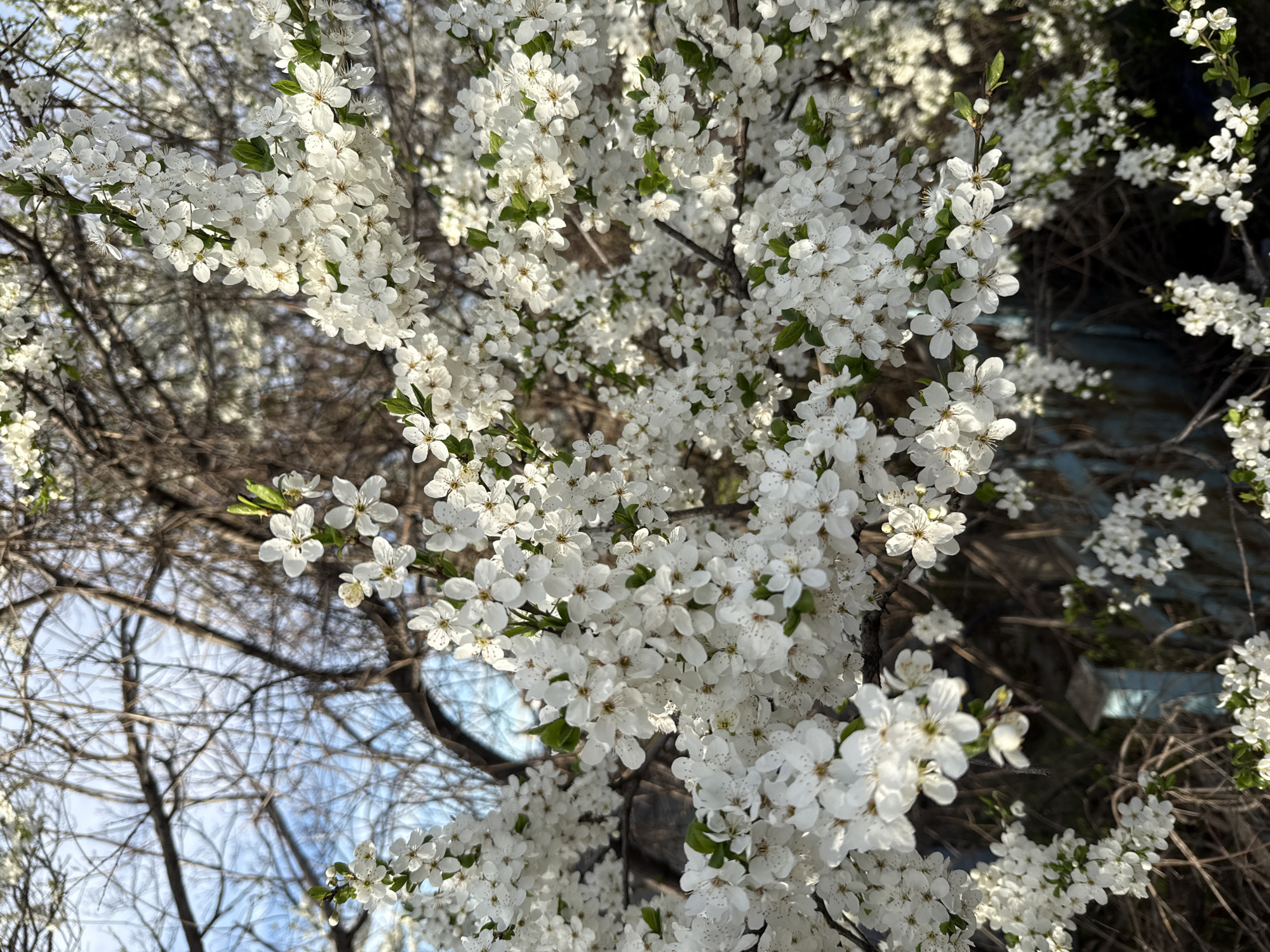 The image shows a close-up of a flowering tree with numerous small white blossoms. Some branches are visible with small green leaves interspersed among the flowers. In the background, bare tree branches are seen against a pale blue sky. The image was likely taken in the city of Sofia, Bulgaria, given the request context.