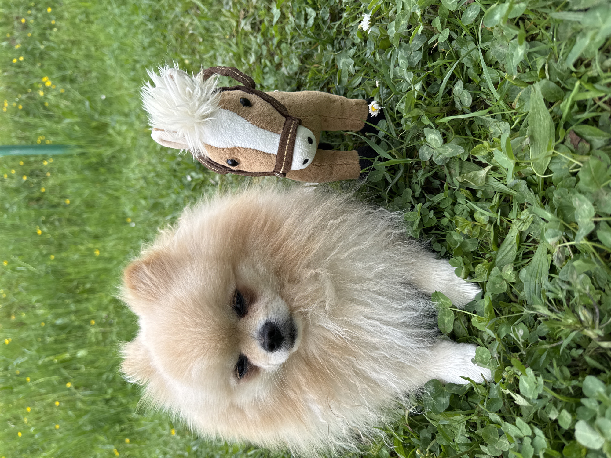 In a grassy area, possibly a lawn or park in Bietigheim-Bissingen, Germany, a tan Pomeranian dog sits facing the camera. To the dog's upper left, a small, stuffed toy horse with a white mane and brown tack is lying on the grass. The grass includes clover and some daisies. A thin green pipe is visible at the edge of the image.
