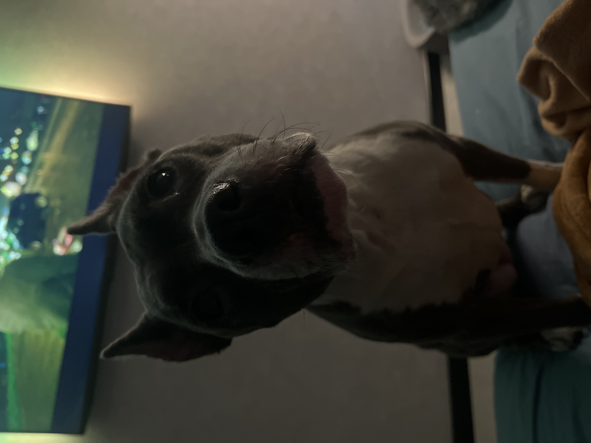 A medium shot of a gray and white pit bull terrier looking directly at the camera. The dog is sitting on a blue surface, possibly a bed or couch. In the background, a television screen displays a blurry image of a street scene with cars. The lighting is dim, creating a soft glow on the dog's face and the wall behind it. The overall impression is a cozy, indoor setting.