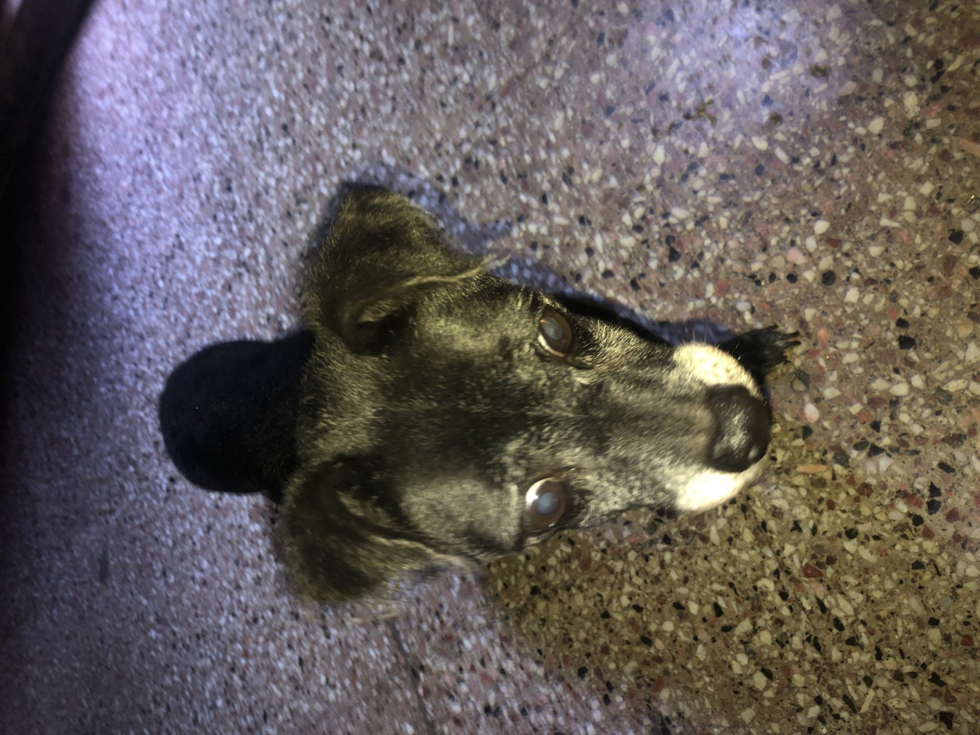 The image shows a dog’s head resting on a mottled surface. The dog has mostly dark fur with some white around its muzzle. It has light colored eyes. There is a dark, rounded shape next to the dog's head, potentially part of its body or an object. The background consists of a surface with small, multi-colored speckled patterns. The location is not discernible from the image.
