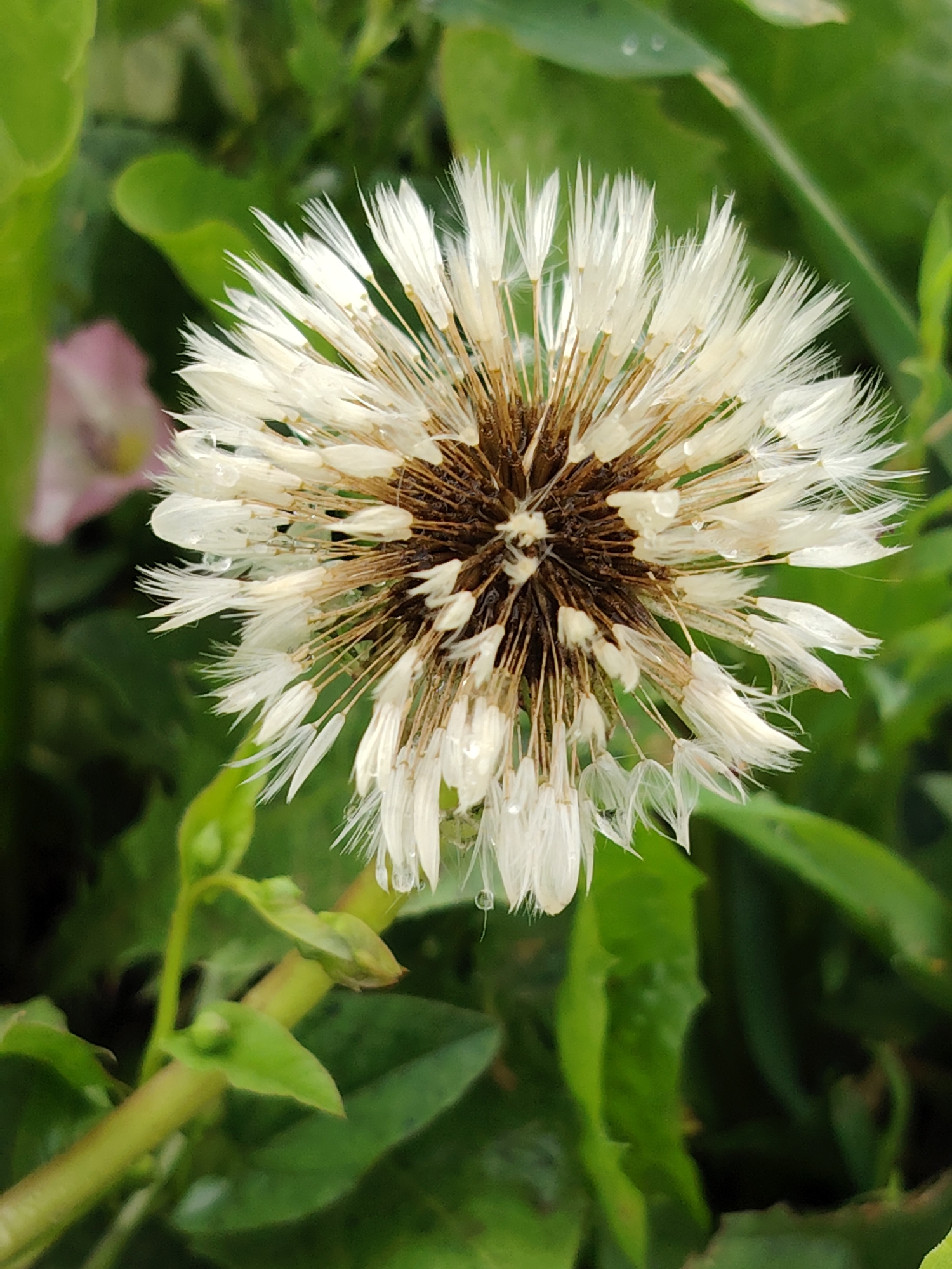 This is a close-up, vertical shot of a dandelion seed head, likely in its fluffy, mature stage. The dandelion is the primary subject, centered in the frame, and appears to be slightly wet, with small water droplets clinging to its white, feathery filaments and the central brown receptacle. The individual seeds, or achenes, are visible, each with its parachute-like pappus, though some appear to be in the process of detaching.
The background is composed of lush green foliage, suggesting an outdoor setting in a natural environment, possibly a garden or a field. The lighting indicates it could be daytime, perhaps after a rain shower, given the moisture on the dandelion. There is a hint of a blurred pink object in the upper left background, possibly another flower. The overall mood is serene and delicate, focusing on the intricate details of the dandelion. No people or text are visible. The location context provided is Balashikha, Russia.