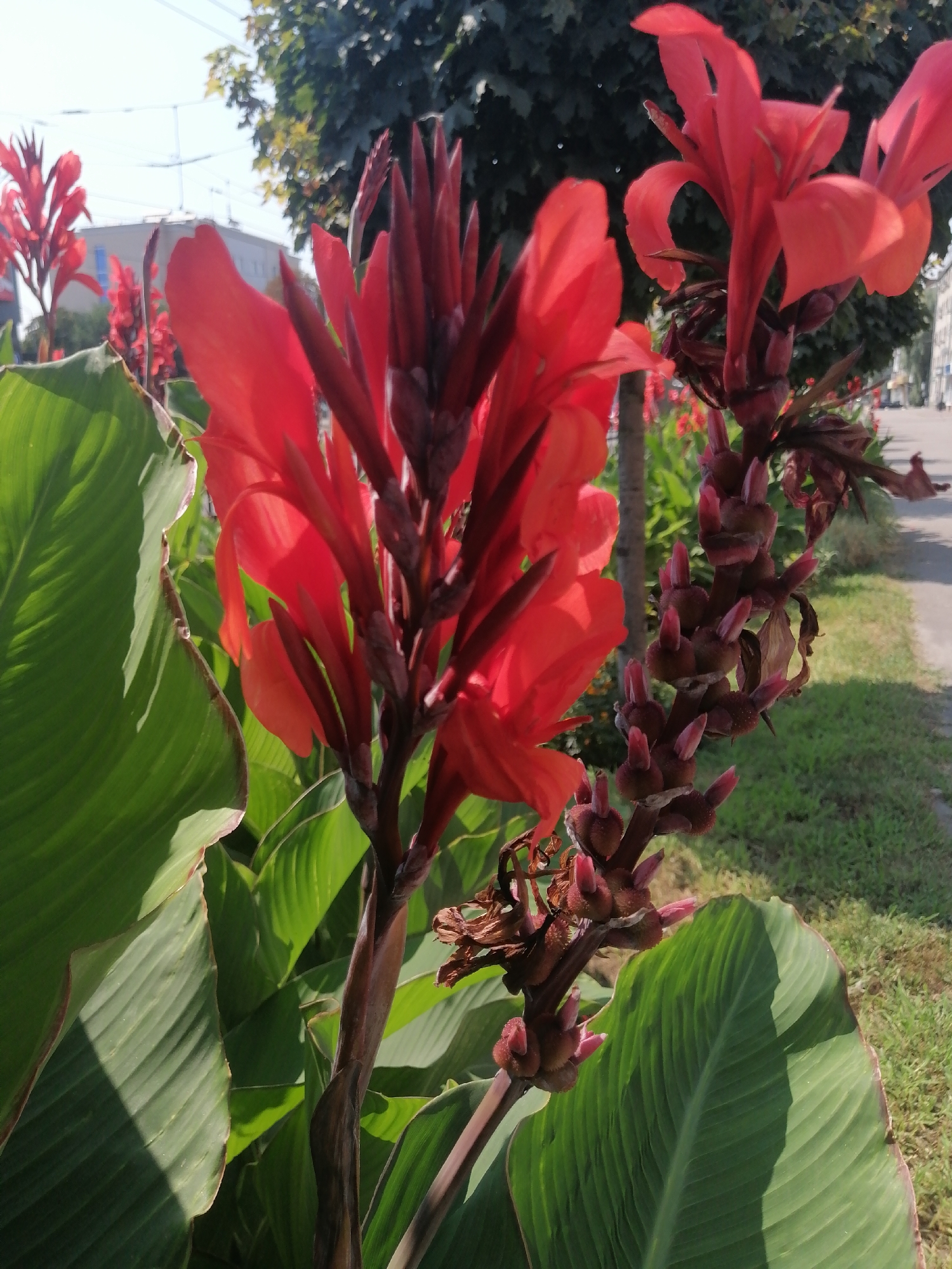 The image shows a close-up view of bright red canna lilies blooming along a sidewalk in Kremenchuk, Ukraine. The flowers are vibrant and lush, with large green leaves surrounding them. In the background, a tree-lined street and a building are visible, suggesting an urban setting. The scene is bathed in bright sunlight, creating strong shadows and highlights on the flowers and leaves. There are no people or animals in the frame. The focus is entirely on the natural beauty of the flowers and their immediate surroundings.