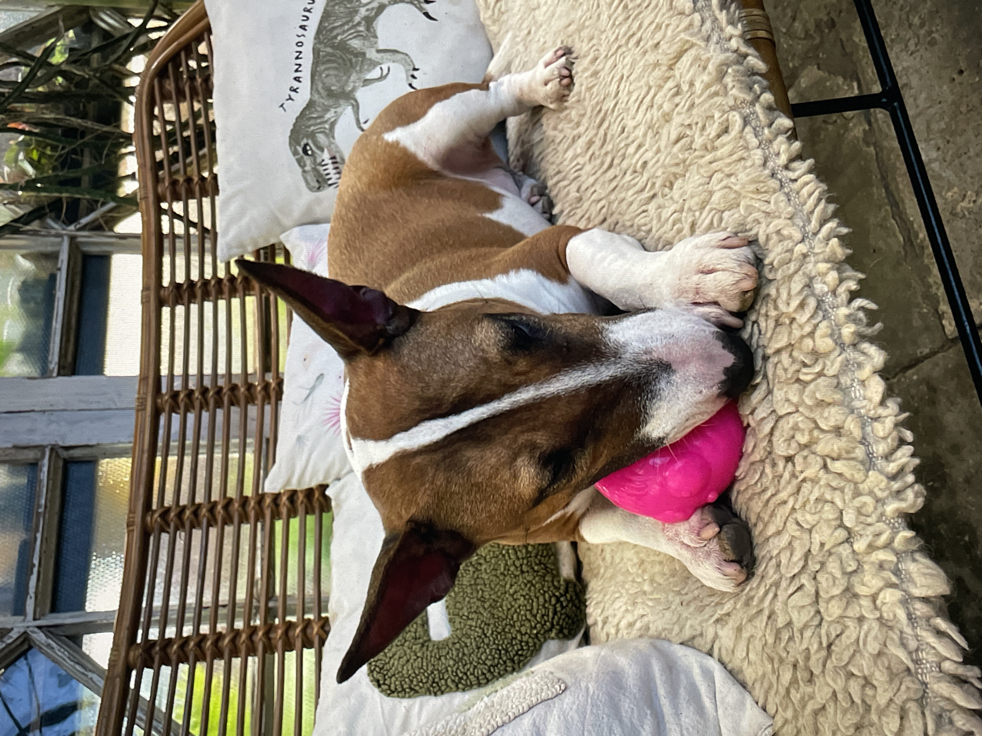 The scene depicts a brown and white Bull Terrier dog lying on a light-colored, shaggy rug within what appears to be a greenhouse or conservatory in Saint Petersburg, Russia. The dog is positioned center-frame, actively chewing a bright pink, irregularly shaped toy held between its front paws. Its head is lowered, focusing on the toy. The rug rests on a light brown rattan bench with a slatted backrest. Behind the dog, several white pillows are visible, one featuring a grey Tyrannosaurus Rex illustration with accompanying text, and another with a green, textured plush item. The background reveals old, light-colored wooden window frames and glass panes through which blurred green foliage and ambient light are discernible. A dark metal frame supports the bench, and the floor beneath consists of light grey, possibly concrete or stone, slabs.