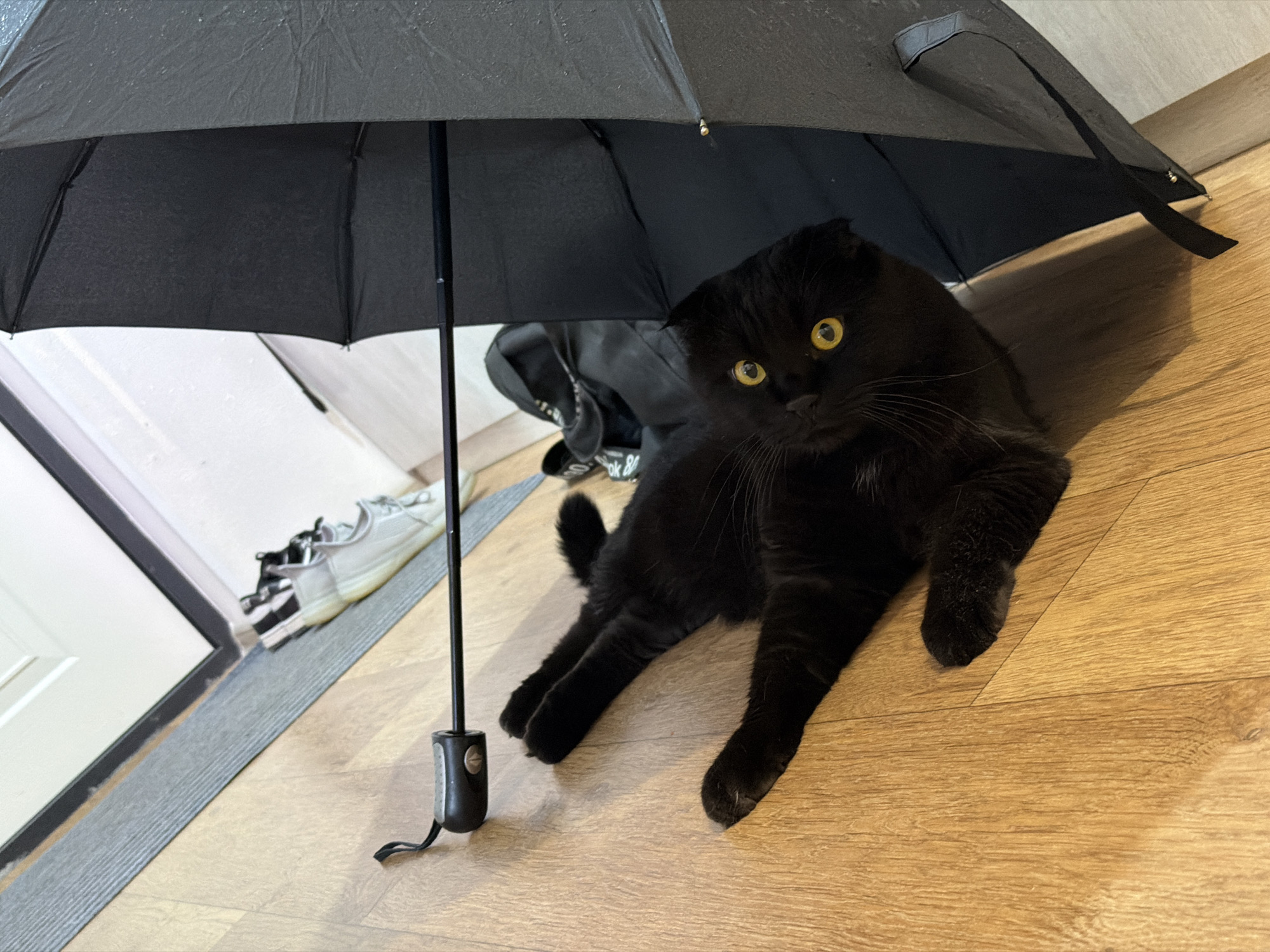 A black cat is lying on a wooden floor near an open black umbrella. The cat is positioned on its back, with its paws extended. The cat has bright yellow eyes and is looking towards the camera. The umbrella is partially open and appears to be wet, suggesting it may have recently been used. Behind the cat and umbrella, a grey mat and a pair of white sneakers are visible. The scene appears to be indoors, possibly in an entryway or hallway. No specific location in the city of Tsiolkovsky, Russia can be determined from the image.