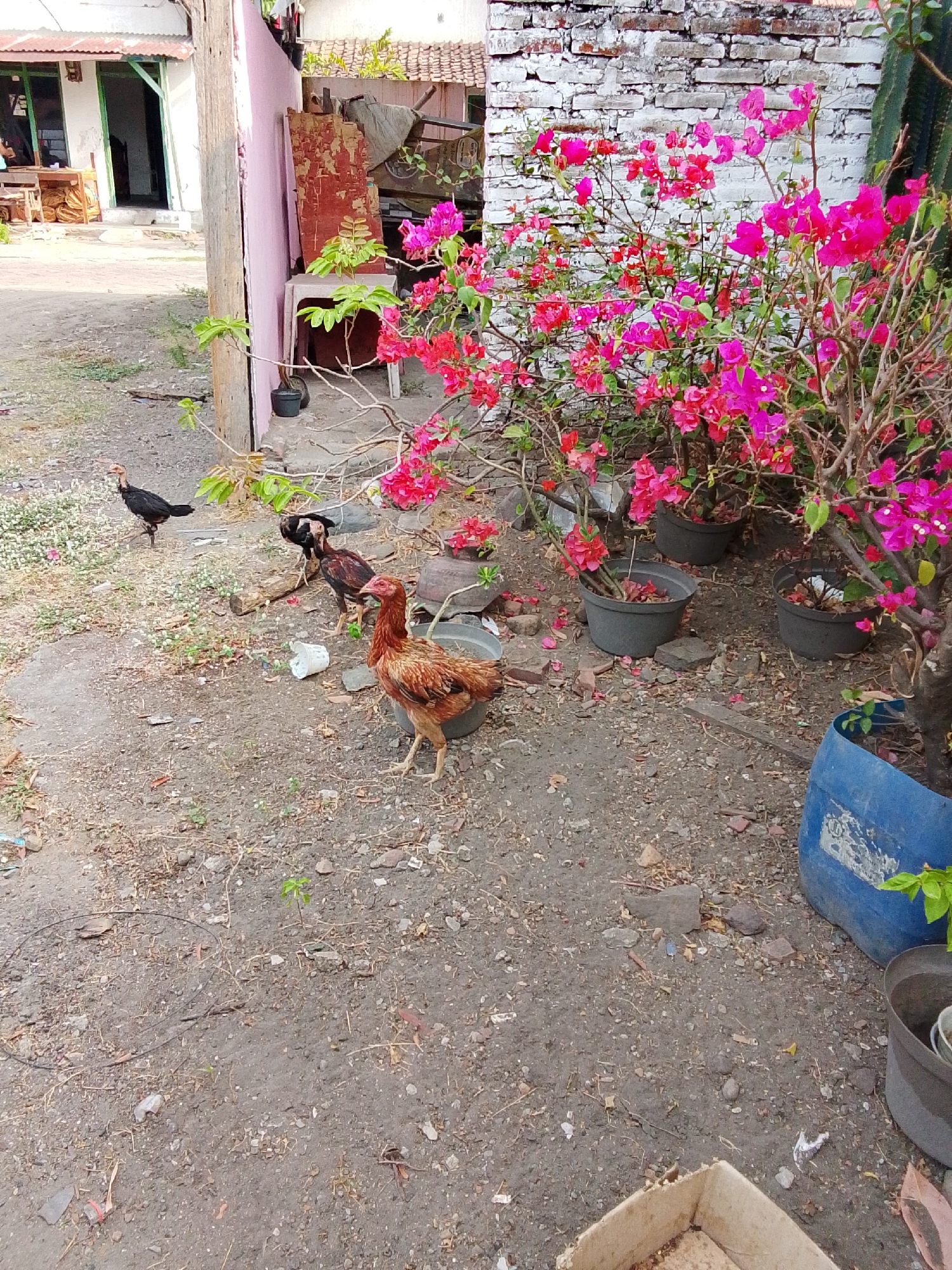 A rural yard in Bulurejo, Indonesia, is depicted, with a focus on a group of chickens in the foreground. A brown hen with reddish-brown plumage stands prominently on the right, facing towards the left. To its left, a darker hen with black and brown feathers is also facing left, with another black hen further to the left, observing something off-camera to its left. In the background, a pink wall adjoins a white brick wall, with a vibrant bougainvillea bush boasting numerous pink and red flowers. The ground is composed of dirt and gravel, with scattered debris including plastic bags, leaves, and small rocks. To the left, a building with a white facade and a weathered roof is visible. Several potted plants are scattered throughout the scene, including a large blue plastic container on the far right. The overall impression is one of a casual outdoor setting.