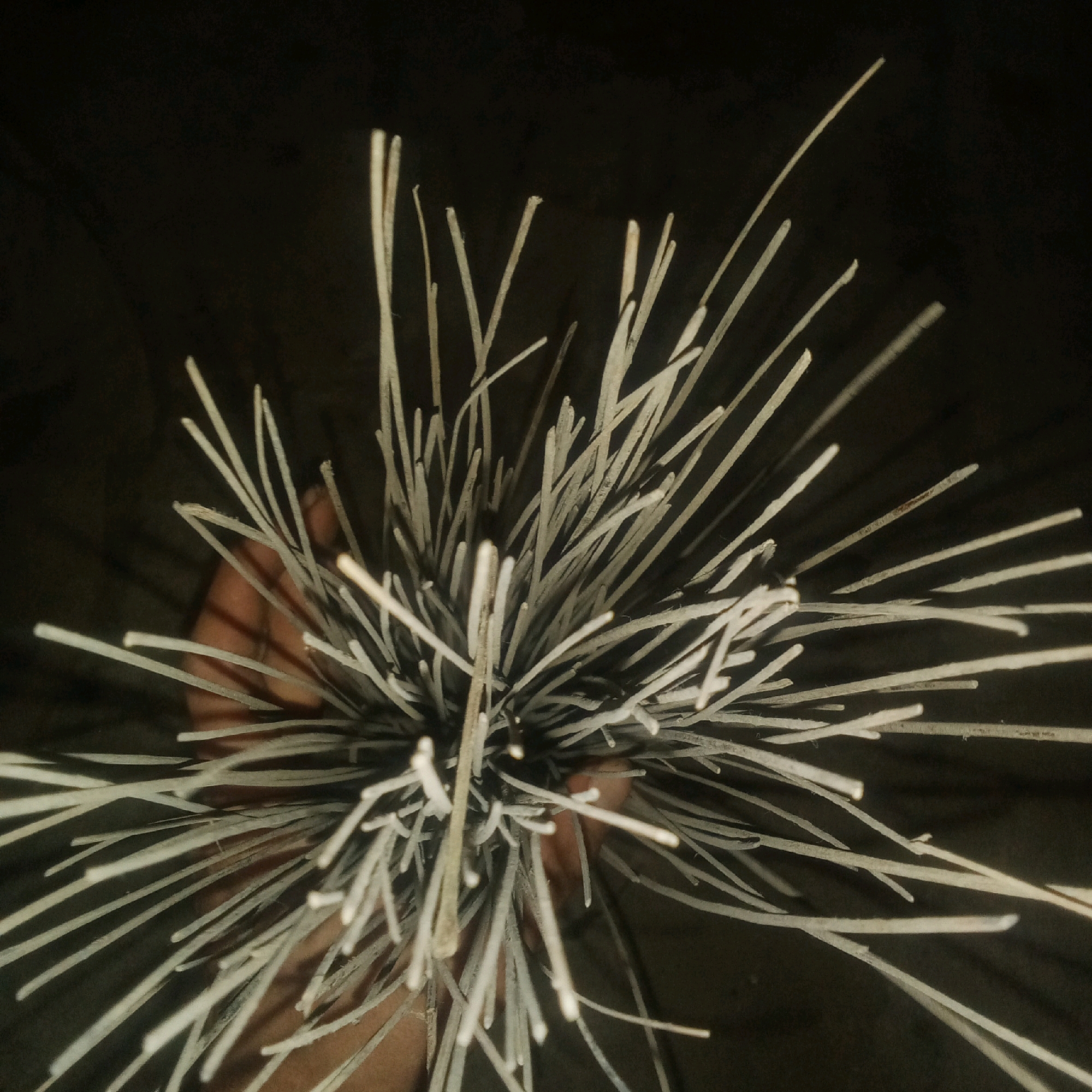 A close-up, top-down shot shows a hand holding a bundle of dried, light-colored plant stems. The stems radiate outwards from the center, creating a spiky, starburst-like effect. The background is dark and out of focus, with some faint hints of texture. The hand holding the bundle appears to be a human hand, with skin tones visible between the stems. The lighting is dim, with the stems catching the light and appearing brighter. No specific location in Karawang, Indonesia can be determined from the image.
