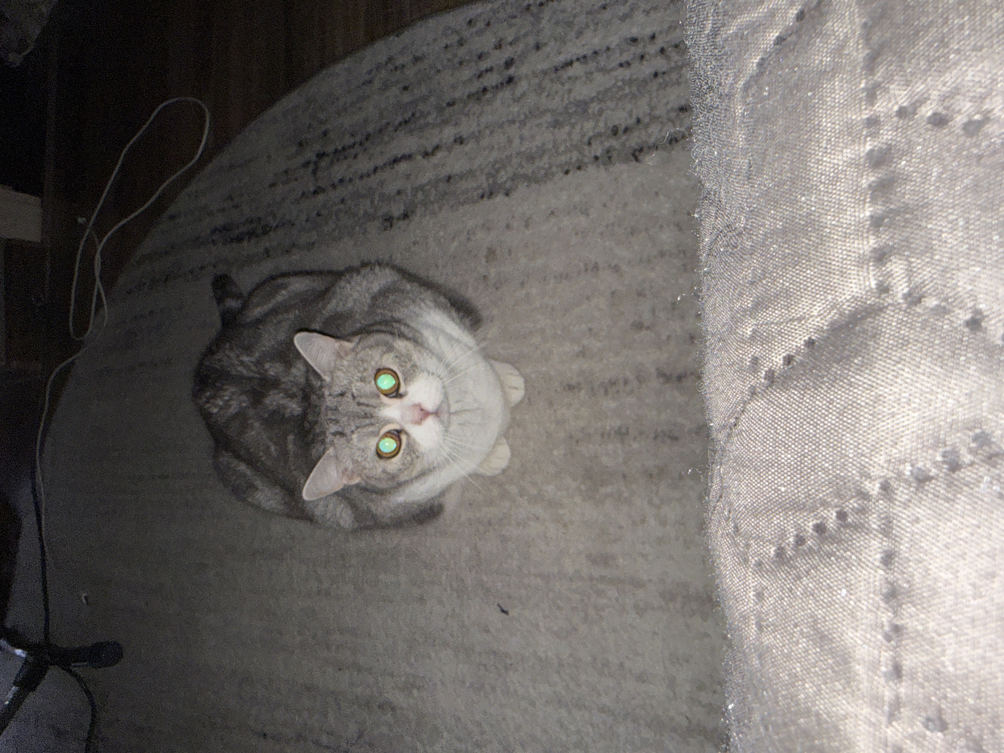 A gray tabby cat with green eyes sits on a patterned gray and white carpet. The cat faces the camera. A section of textured gray fabric is visible on the right side of the image. A white wire is in the upper left corner, near what appears to be a dark leg of a table or chair. The photo does not contain the city of Chaikovsky, Russia.