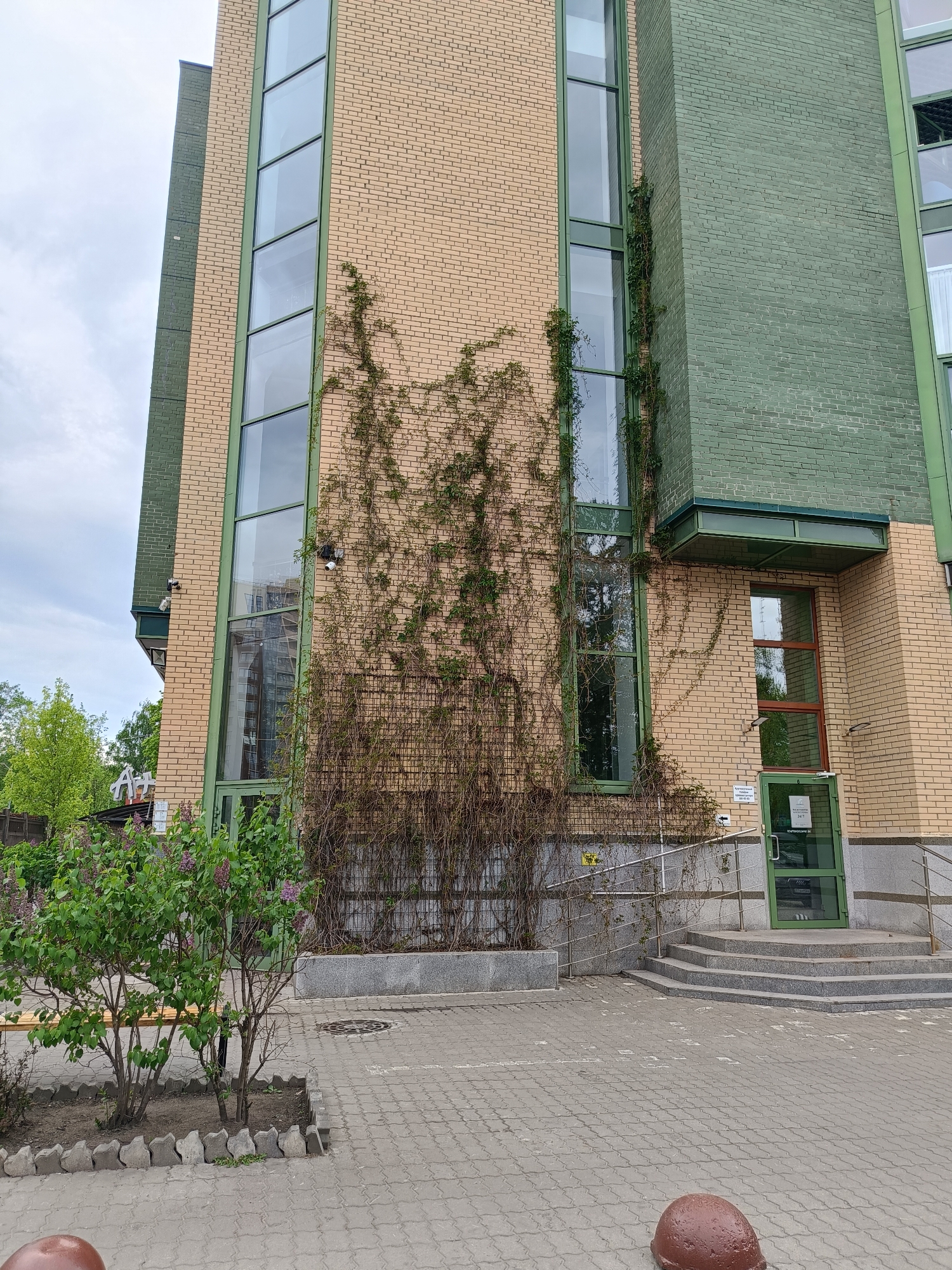 The image depicts the exterior of a building in Saint Petersburg, Russia, characterized by its light brown and green brick facade. Tall, narrow windows with green frames punctuate the facade, and climbing ivy partially covers the wall between two windows. A building entrance is located on the right side of the frame, accessed via a set of grey concrete steps and a ramp with metal railings. The entrance door is glass with a green frame. The foreground shows a paved area and a small, low bush contained within a decorative concrete border. Two round, dark brown bollards are visible in the foreground along the bottom edge of the image. The sky is overcast.