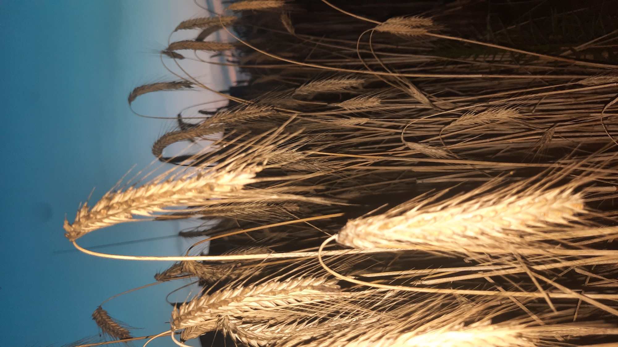 The image displays a close-up view of wheat stalks against a twilight sky. The wheat is golden brown and appears to be ripe, with individual grains visible on the stalks. Some stalks are bent over, while others stand upright. The background consists of a gradient sky transitioning from a deep blue at the top to a lighter hue near the horizon, suggesting the sun has recently set or is about to rise. The lighting is dim, casting soft shadows and highlighting the texture of the wheat. The scene evokes a rural or agricultural setting. The location is not explicitly identifiable in the image itself.