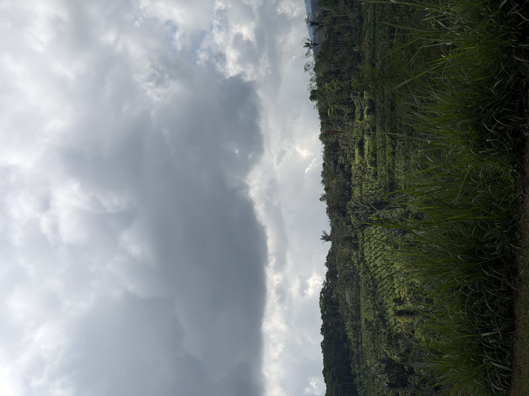 The image depicts a landscape scene in Petang, Indonesia, under a cloudy sky. In the foreground, tall, lush green grass dominates the lower part of the frame, suggesting a natural or rural setting. Behind the grass, a rolling hillside unfolds, covered in dense vegetation. The hillside is characterized by a mix of trees and cultivated areas, with rows of what appear to be crops or young trees visible on the slopes. A small building or structure can be seen nestled amongst the greenery on the hillside. The sky is filled with large, dramatic clouds, casting a subdued light over the scene. The overall impression is one of a tropical, possibly agricultural, environment in the process of being covered by the approaching or departing rain.