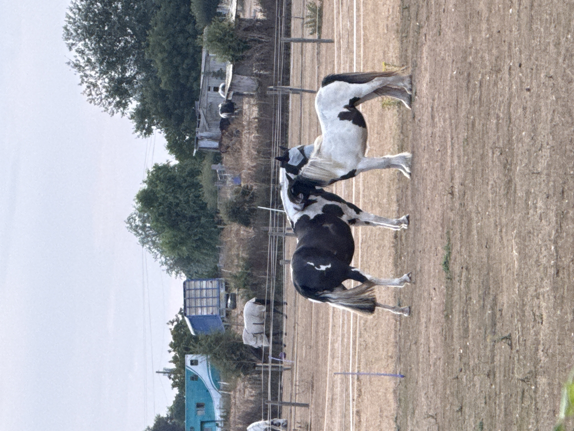 The image depicts two piebald horses in an outdoor enclosure. The horse on the left is predominantly black with white markings, while the horse on the right is primarily white with black patches. They are positioned close together, with their heads near each other, suggesting an interaction. The enclosure appears to be a dusty or dry paddock, with sparse vegetation. In the background, there are several structures, including what appears to be a blue and white caravan or trailer on the left, and various sheds or shelters further back. There are also trees and a fence line visible. The sky is overcast. The scene is located in Great Yarmouth, United Kingdom.