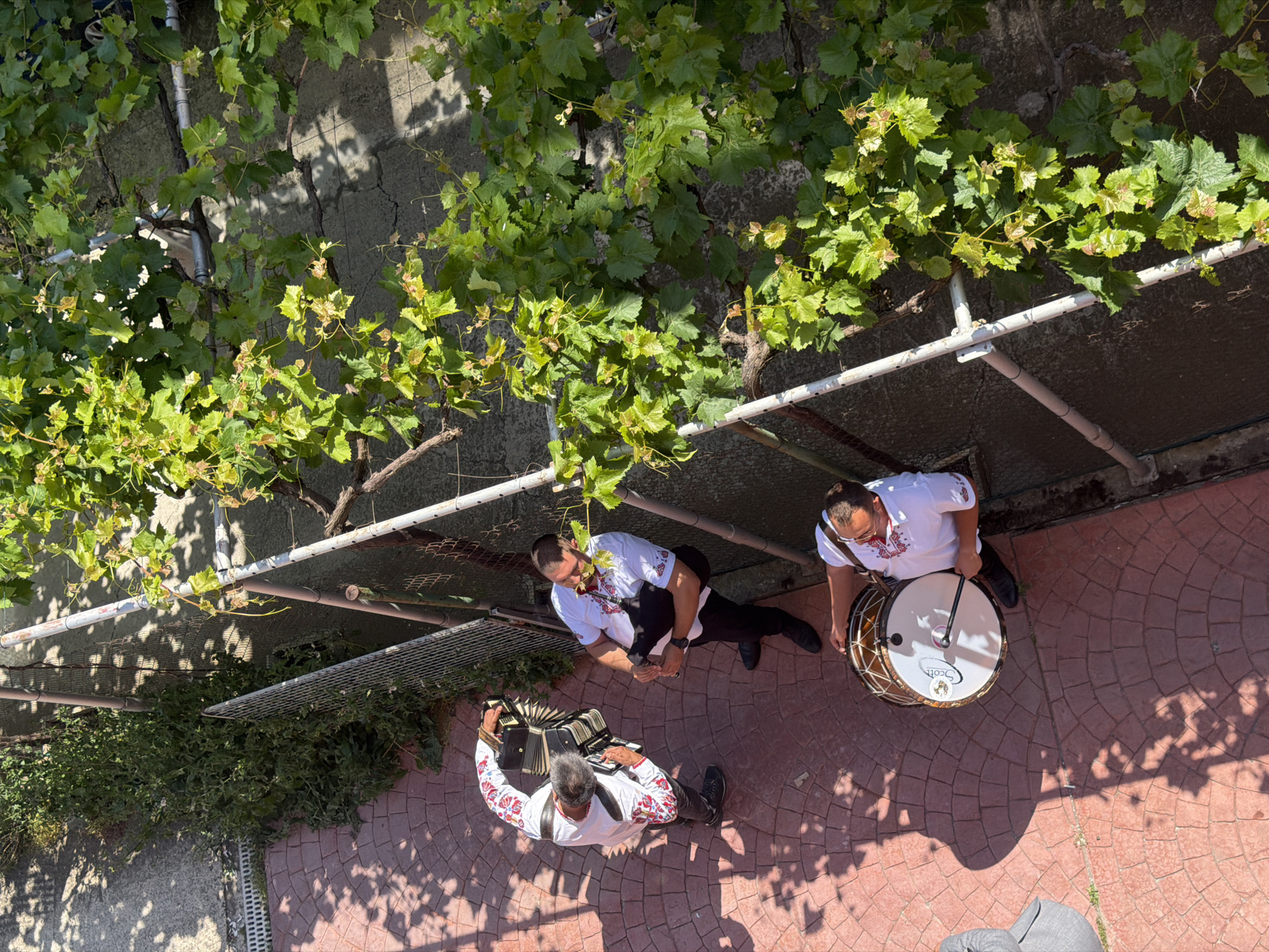 An overhead, high-angle view captures three adult males in traditional Bulgarian folk attire, consisting of white embroidered shirts and dark pants, engaging in a musical performance in an outdoor setting in Burgas, Bulgaria. The individual on the left is actively playing a black accordion. The central figure is holding a dark bagpipe (gaida) to his chest, appearing ready to play, with a face mask lowered to his chin. The third individual, positioned in the lower right, is holding and playing a large drum, labeled "Scott" on its head, with a drumstick. They are standing on a reddish-brown paved surface patterned with semicircular segments, illuminated by direct sunlight that casts distinct shadows. To the right, a metal fence with light-colored posts separates the paved area from a dense growth of vibrant green grapevines climbing along a trellis system against a concrete wall. Beyond the paved area in the upper left, a small patch of green vegetation and a drainage grate on a concrete surface are visible.