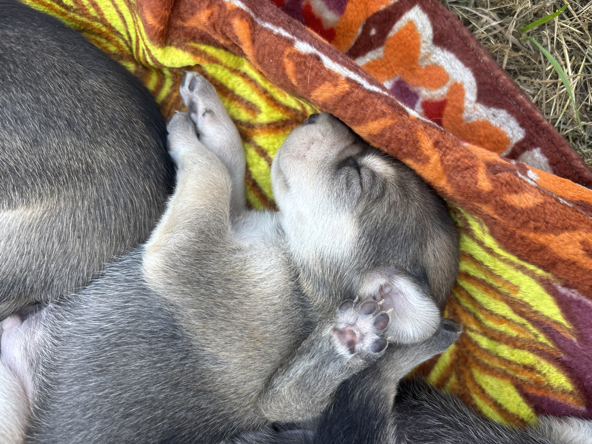 The image presents a close-up, top-down view of at least two young puppies resting on a multi-colored fleece blanket. One puppy, primarily light gray with cream-colored fur on its underside and face, is asleep on its side, with its head positioned towards the lower right of the frame. Its eyes are closed, and its dark pink nose and paw pads are visible on its splayed hind leg. The fur appears soft and fine. Portions of a second puppy, exhibiting darker gray fur, are visible adjacent to the first. The blanket displays an abstract pattern with prominent hues of bright yellow, orange, and reddish-brown, featuring textural variations. The blanket is situated on a dry, light-brown surface composed of grass or straw, indicating an outdoor environment. Natural daylight illuminates the scene. There is no visual information within the image to specify its geographic location, including the city of Semyonov, Russia.