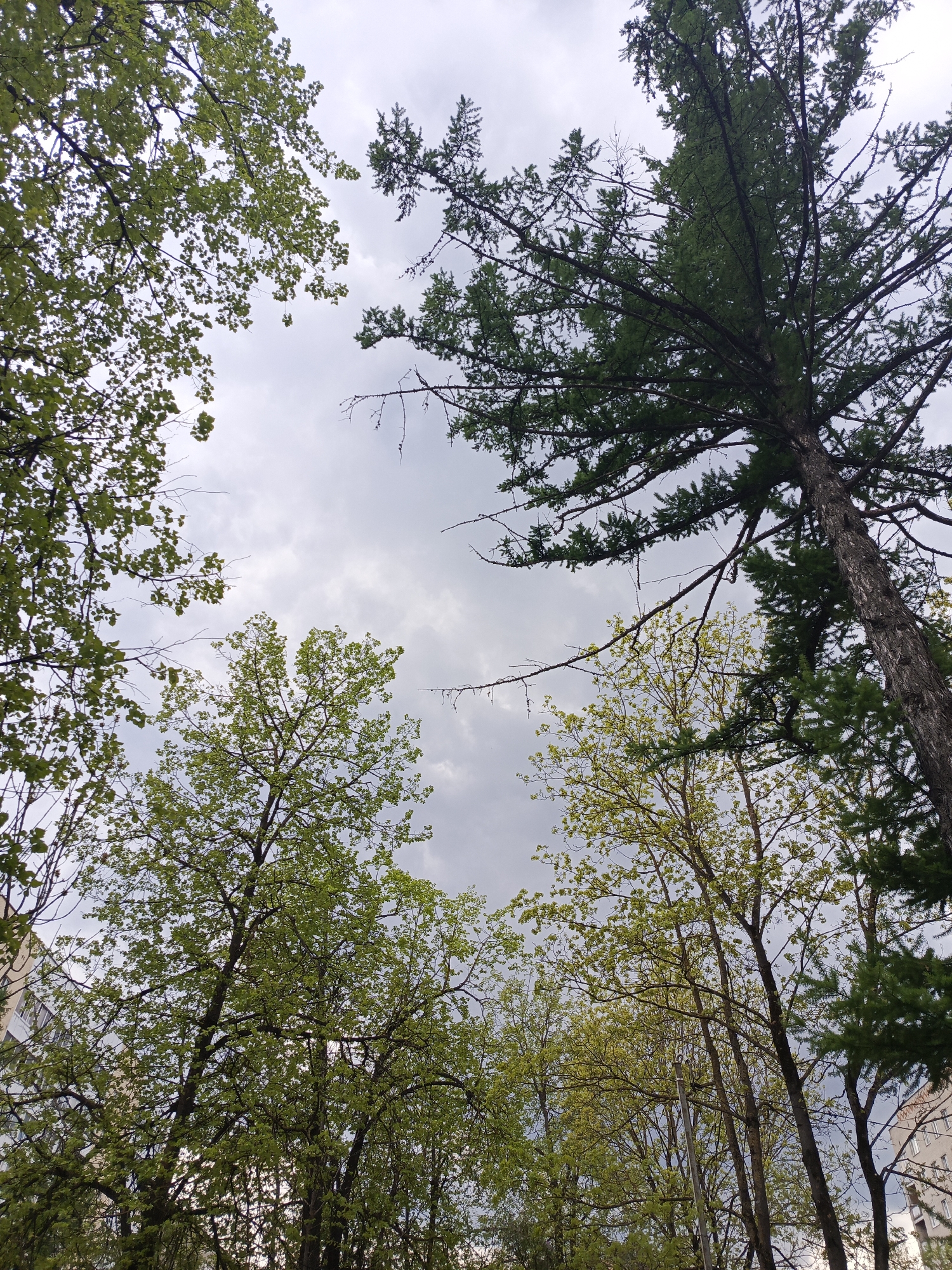 The image shows a view looking up into the canopy of several trees. The trees have varying shades of green foliage, suggesting different species or stages of growth. A tall evergreen tree with dark green needles dominates the right side of the frame. The sky is overcast with grey clouds filling the spaces between the tree branches. In the lower corners of the image, parts of buildings are visible, suggesting an urban or suburban environment. Due to the buildings and trees, it is likely that this image was taken in a park in Istra, Russia. The image contains no people, nor are there any visible actions or interactions.