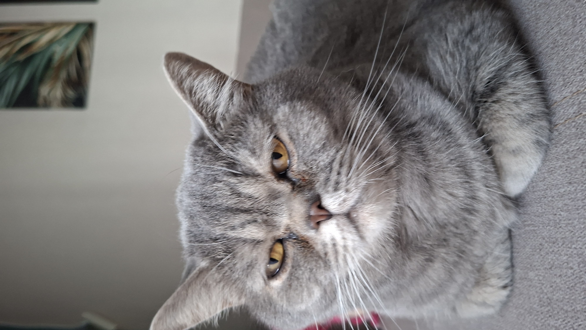 A close-up, waist-up shot of a British Shorthair cat. The cat has grey fur with darker tabby markings. Its eyes are a bright yellow, and its expression appears grumpy or skeptical. Its ears are pointed upwards. The cat is lying down on a textured grey surface, possibly a sofa. In the background, out of focus, is a light-colored wall with two framed pictures, one of which appears to depict some sort of foliage with green and brown hues. The image is taken indoors, in what appears to be a residential setting. The city of Chaikovsky, Russia, is not visible in this image.