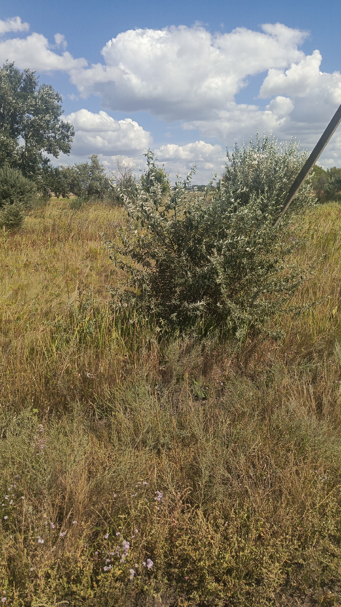 The image depicts a rural landscape under a blue sky with scattered white clouds. In the foreground and midground, tall, dry grass and various green shrubs dominate the scene. A large, bushy green plant with silvery-green leaves is centrally located. To the left, a large tree with dark green foliage is partially visible, and further back, a line of trees stretches across the horizon. A dark pole, possibly a utility pole, extends diagonally from the upper right corner into the midground, partially obscuring the view of the vegetation behind it. The ground appears to be dry earth with sparse vegetation. The overall impression is one of a natural, uncultivated area, likely in a steppe or grassland environment. The image does not contain any people or obvious signs of human activity beyond the presence of the pole.