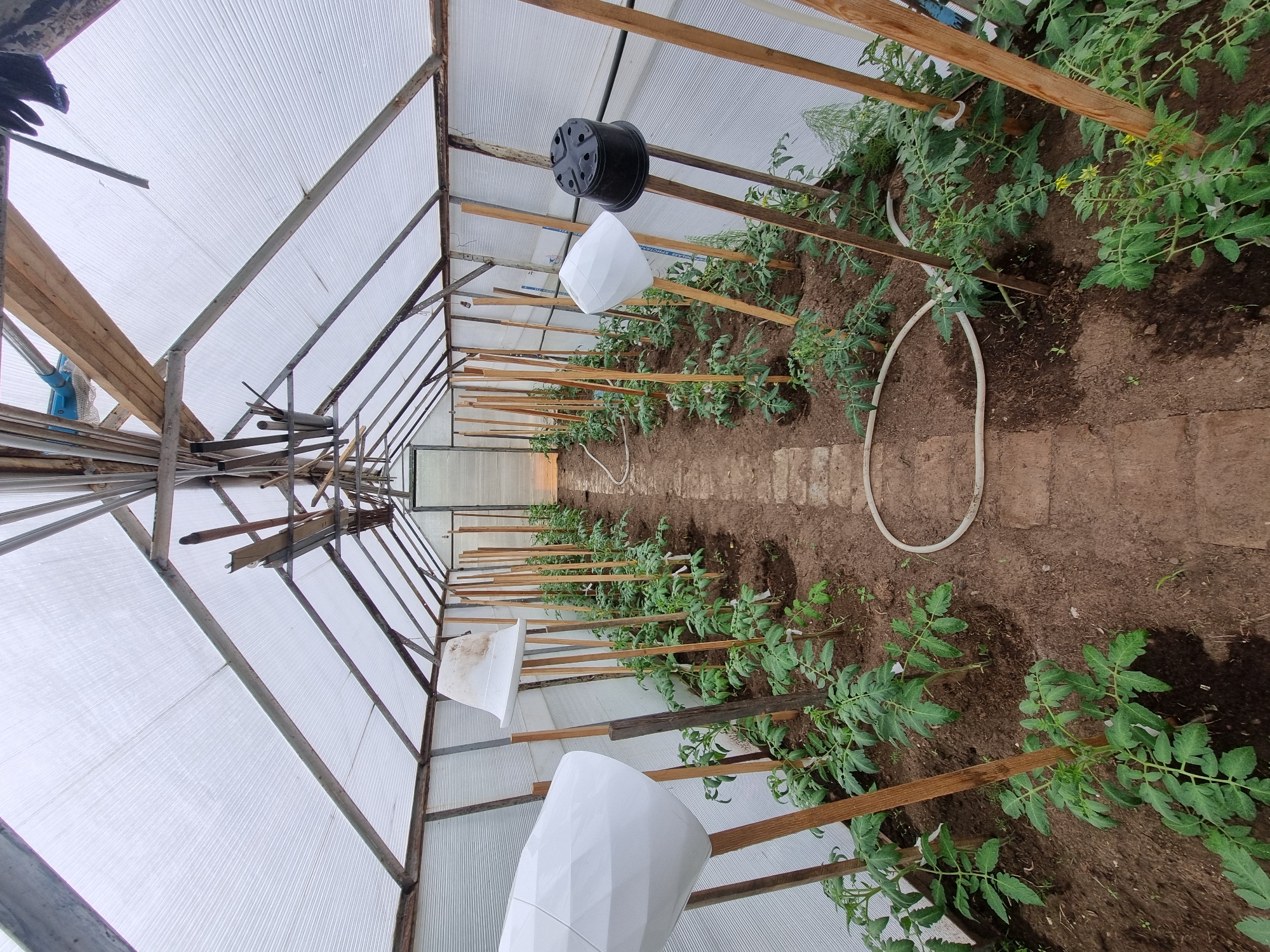 The image shows the interior of a greenhouse in Chaikovsky, Russia. Rows of tomato plants are planted in the soil. Wooden stakes support the plants. Some plants have white, conical coverings and a black pot is hanging from the ceiling. A white hose lies on the ground. The greenhouse has a translucent corrugated plastic roof and a metal frame.