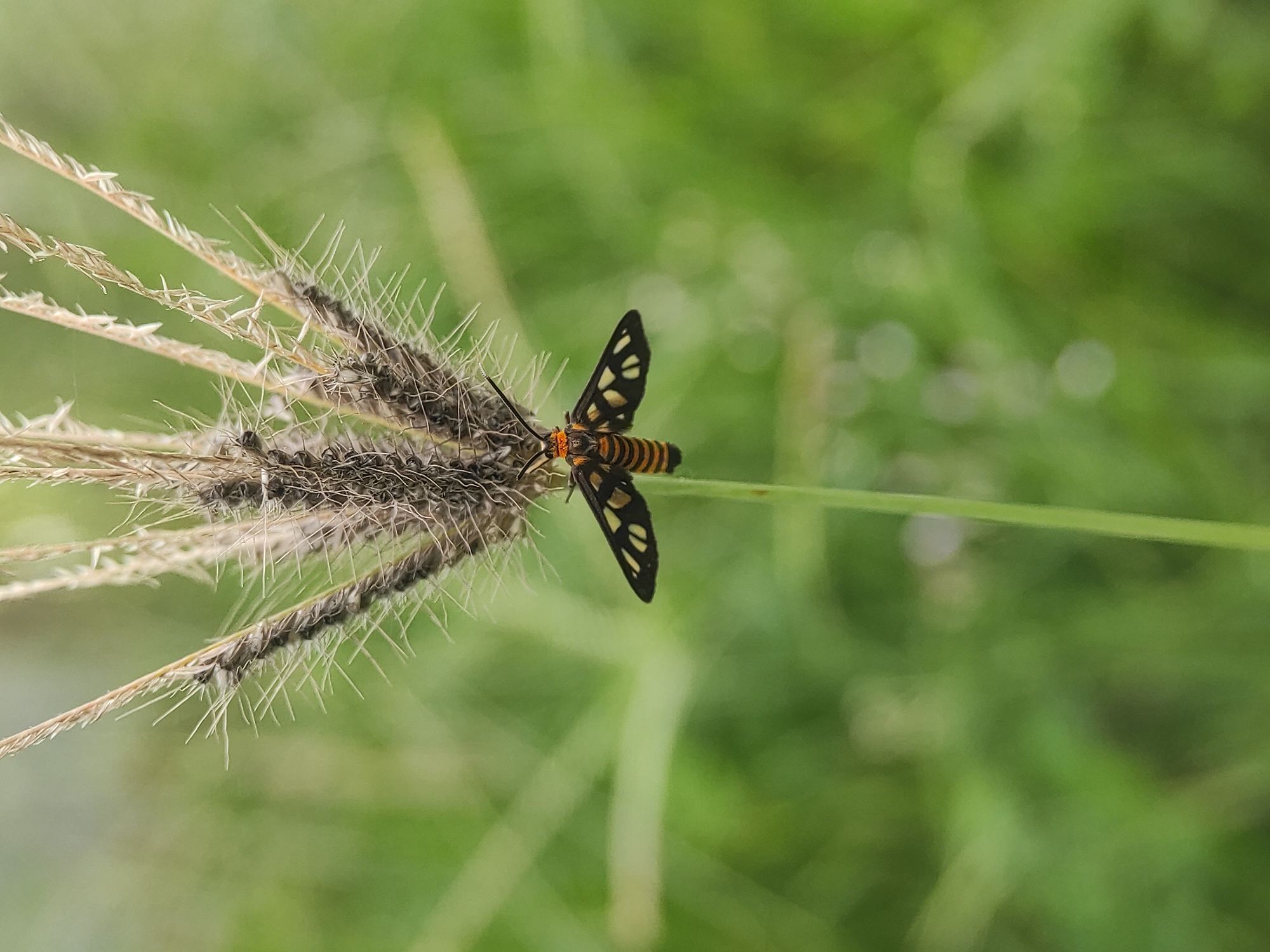 A zygaenid moth is perched on a sprig of grass. The moth has black wings with cream-colored spots, and an orange and black striped body. The grass sprig has dry, brown seeds. The background is a blur of green. The photo was likely taken in Lhokseumawe, Indonesia.