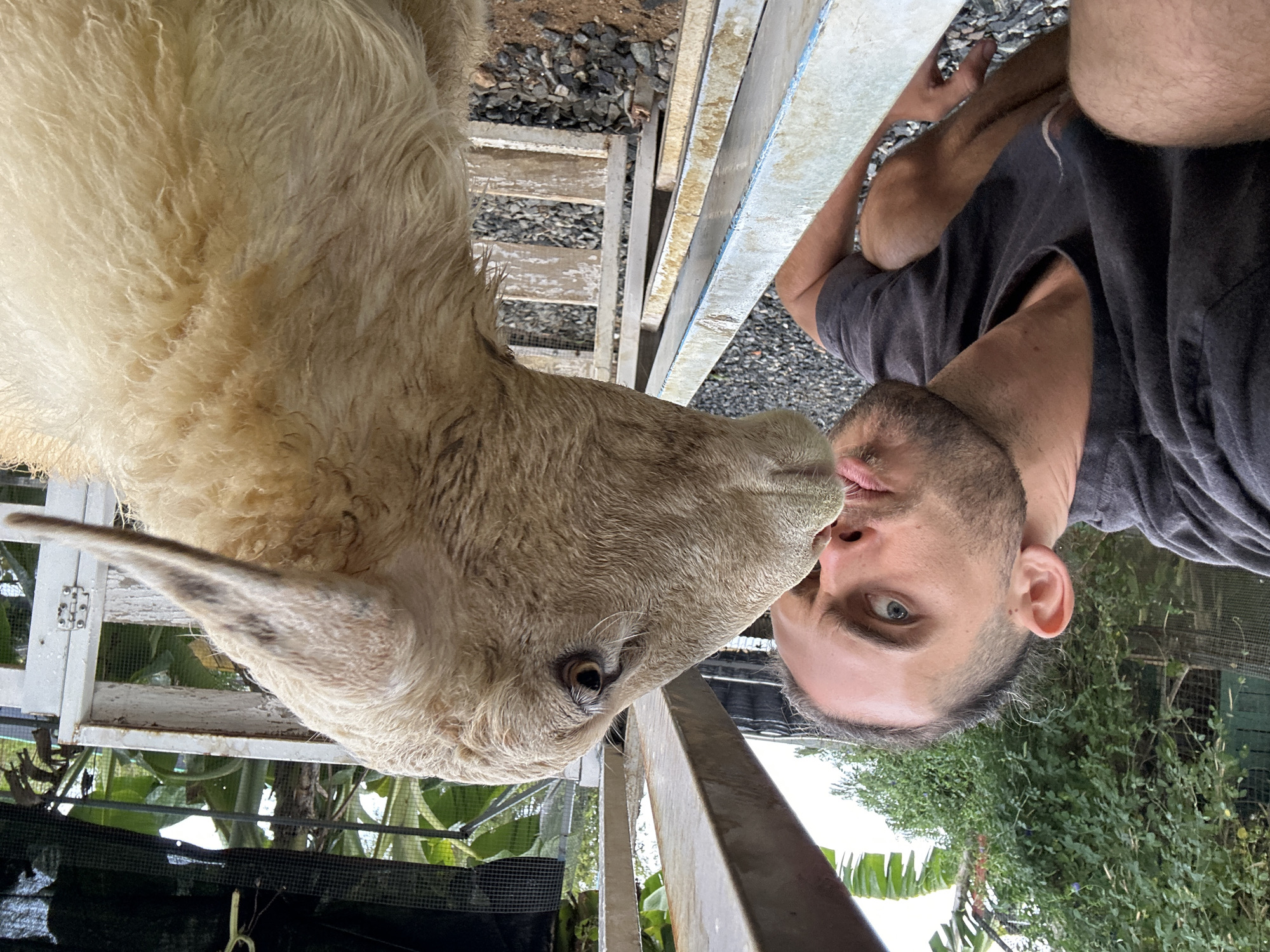 In a close-up, low-angle shot, a man with blue eyes and a light beard is interacting with a young, light-colored goat. The goat's head is positioned very close to the man's face, with its nose touching his cheek. The man is wearing a dark grey t-shirt. The scene appears to be outdoors, with a rustic, possibly agricultural setting. In the background, there are wooden structures, gravel, and lush green foliage, including banana trees. There are also elements of fencing and what looks like a cage or enclosure. The lighting suggests it is daytime, possibly morning or late afternoon, with soft shadows. The interaction between the man and the goat appears affectionate and gentle. The image has been taken in Đà Nẵng, Vietnam.