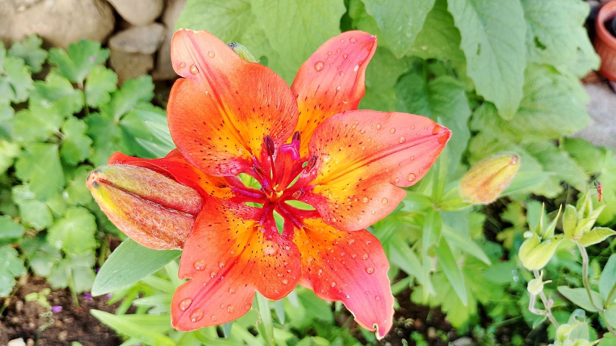 The image shows a close-up, eye-level view of an orange and yellow lily with water droplets on its petals. The lily is in focus, with its stamens and pistil clearly visible in the center. Two lily buds are also present in the frame, one to the left of the open flower and another to the right. The background consists of green foliage and some grey stones. A small red insect, possibly a beetle, is visible on the right side of the image, near a small green plant. The scene appears to be outdoors, possibly in a garden. The time of day is likely daytime, given the lighting. The location is described as Smolyan, Bulgaria.