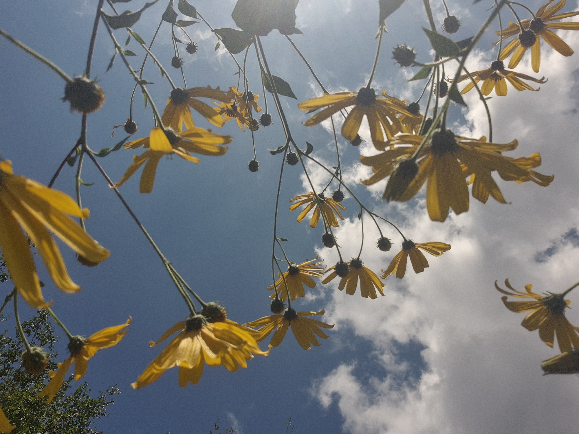 This image depicts a low-angle view of yellow flowers against a blue sky with scattered white clouds. The flowers, with their slender petals, are the dominant subject, reaching upwards towards the sky. Several unopened flower buds are also visible. The stems are thin and dark, with a few leaves present on some. In the upper left quadrant of the image, a bright light source, possibly the sun, creates a lens flare effect. The lower right portion of the image shows the tops of green trees. The scene appears to be an outdoor environment, consistent with a park or garden. There are no people or animals visible in the image. There is no information in the image that suggests a specific location within the city of Kokshetau, Kazakhstan.